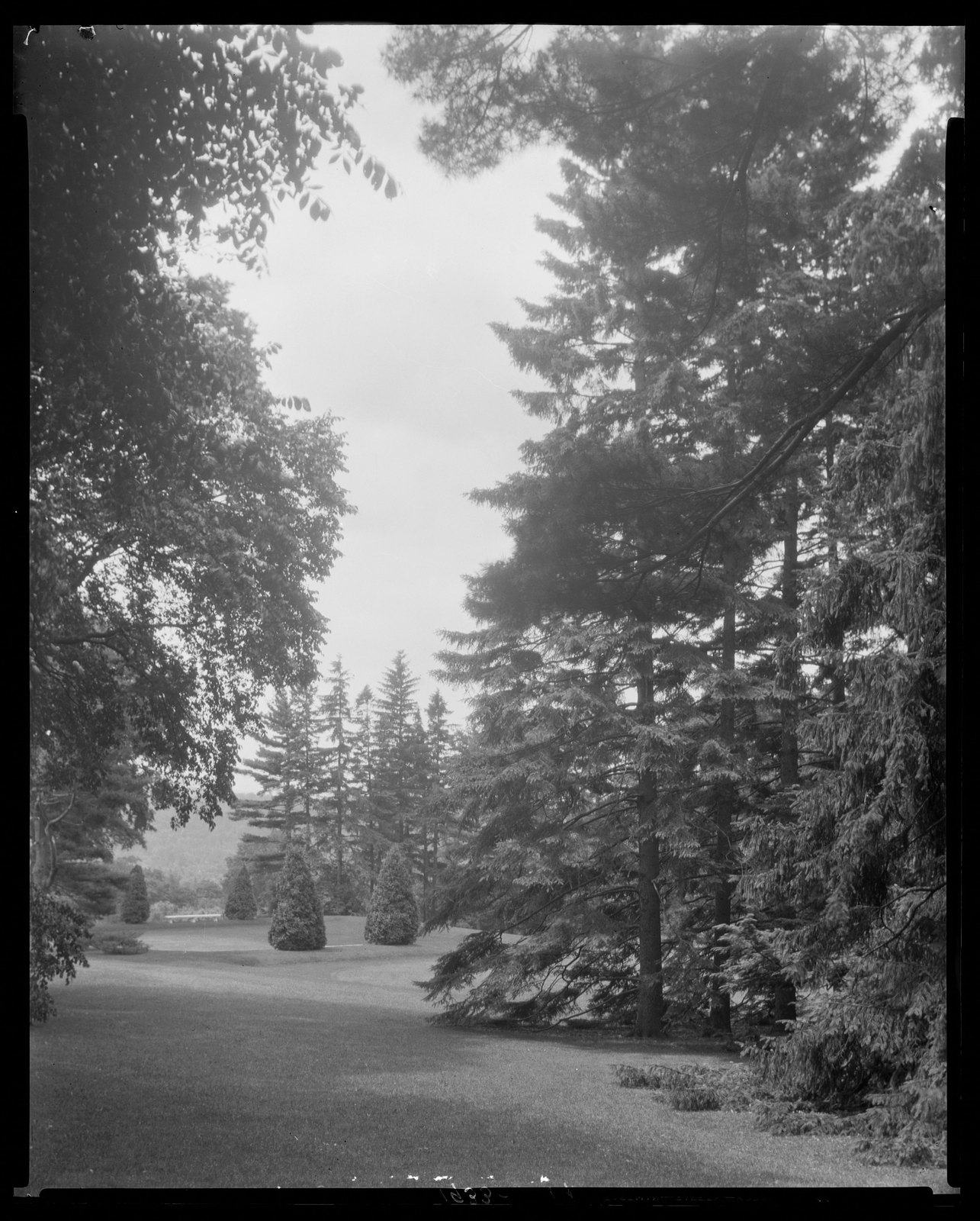 Groton Place: trees in landscape. 1933.