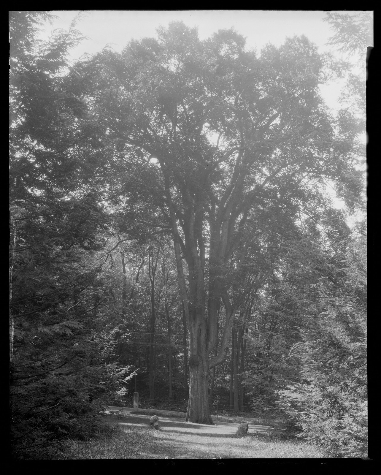 Groton Place: trees in landscape. 1933.