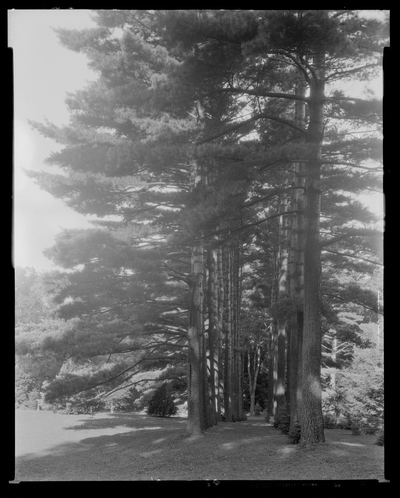 Groton Place: trees in landscape. 1933.