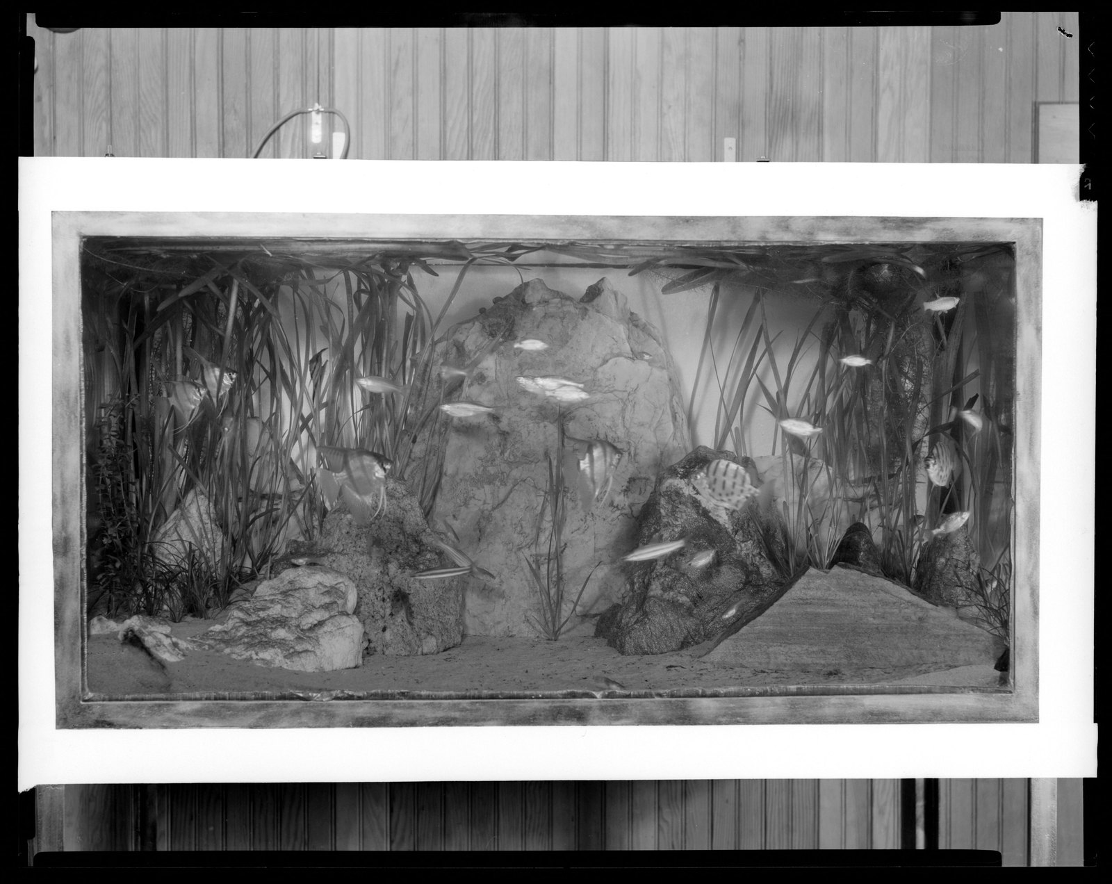 Groton Place: aquarium. about 1930–1936.