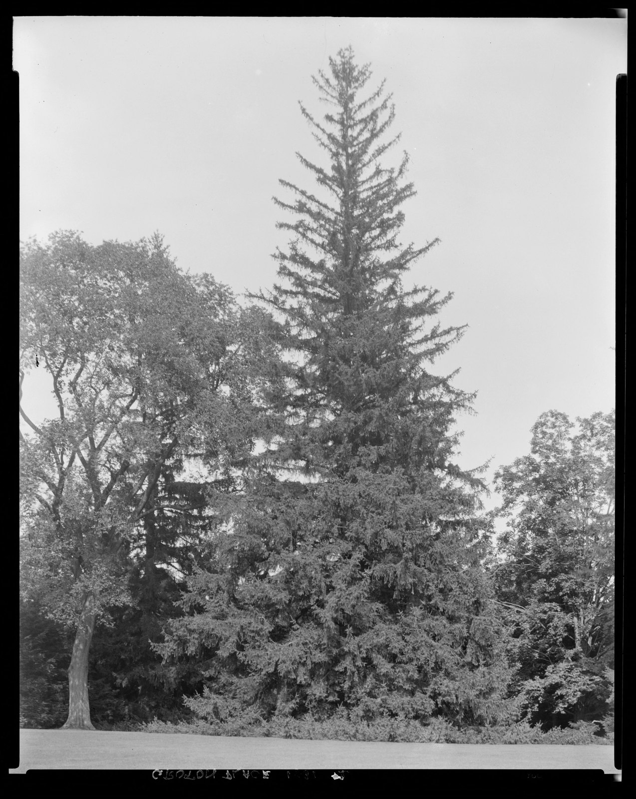 Groton Place: trees in landscape. 1931.