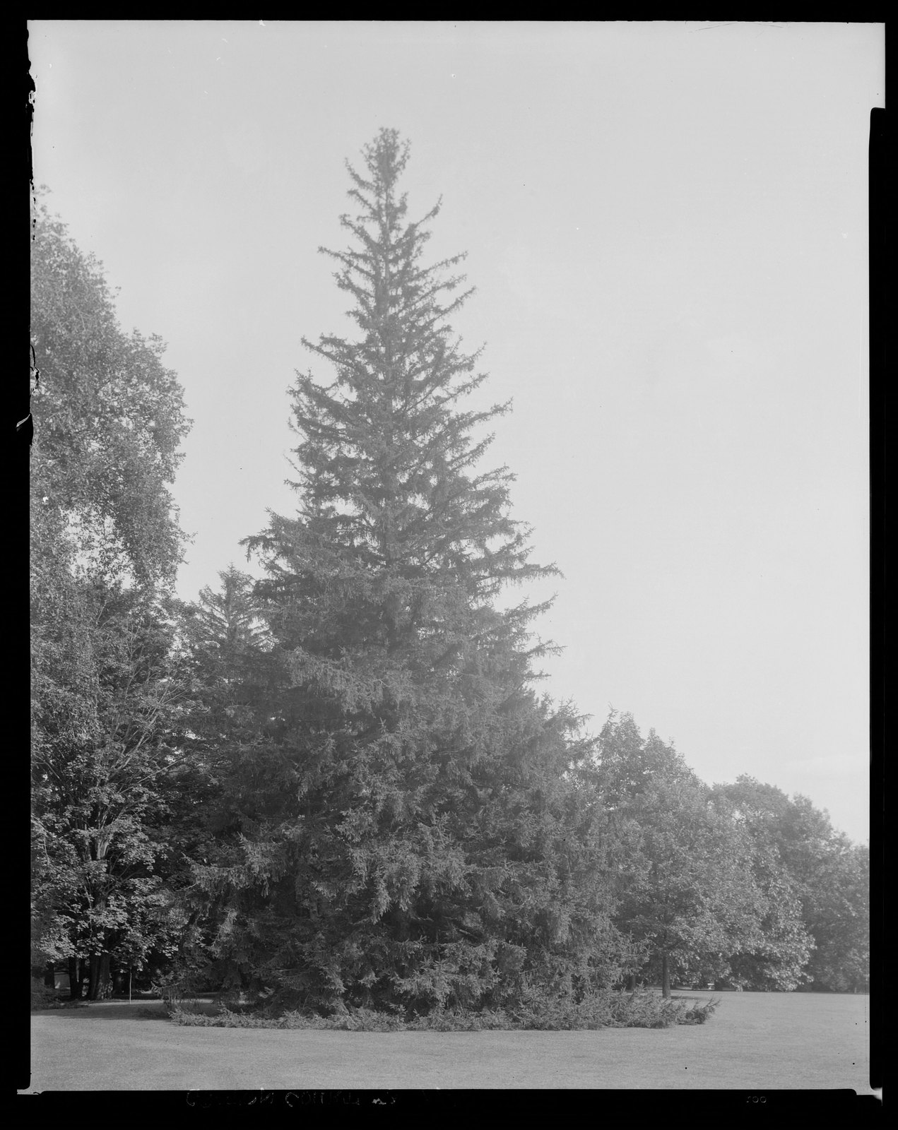 Groton Place: trees in landscape. 1931.