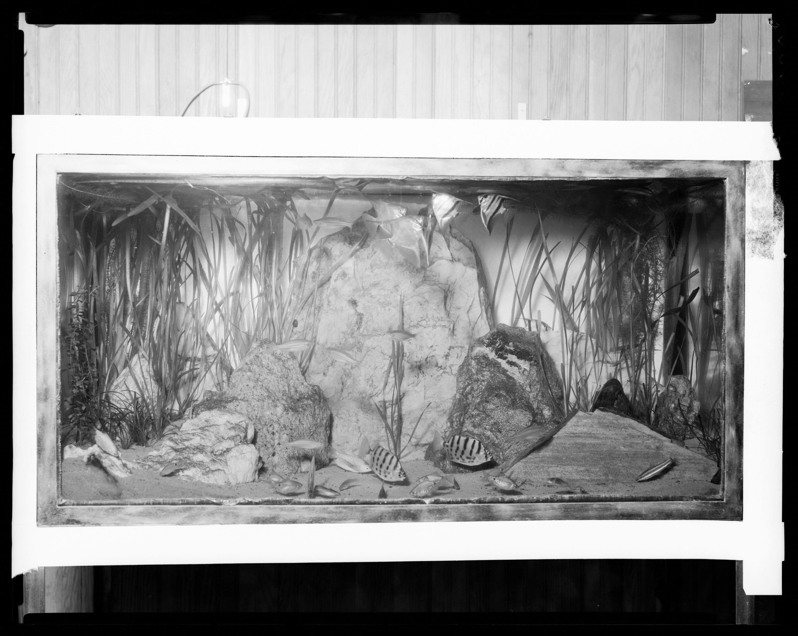 Groton Place: aquarium. about 1930–1936.