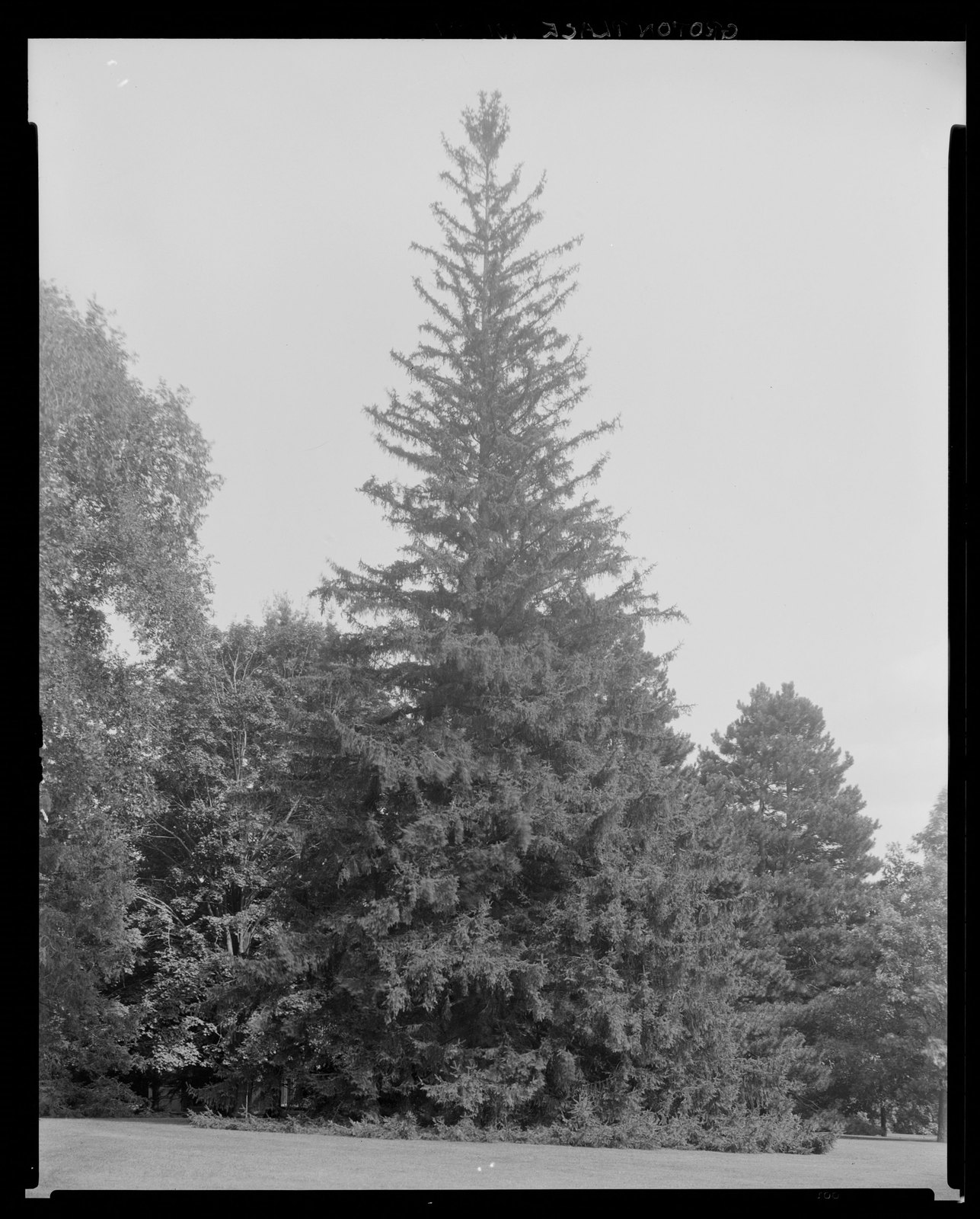 Groton Place: trees in landscape. 1931.