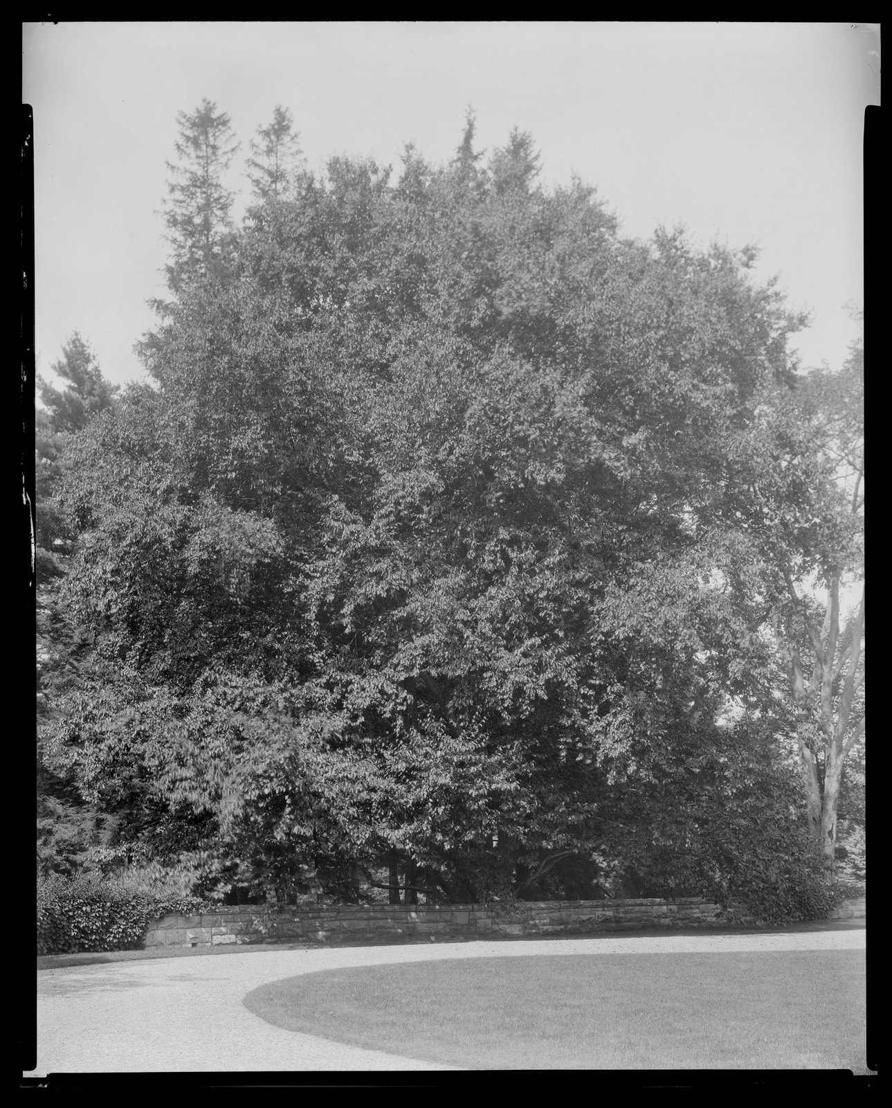 Groton Place: balustrade landscape. about 1930–1936.