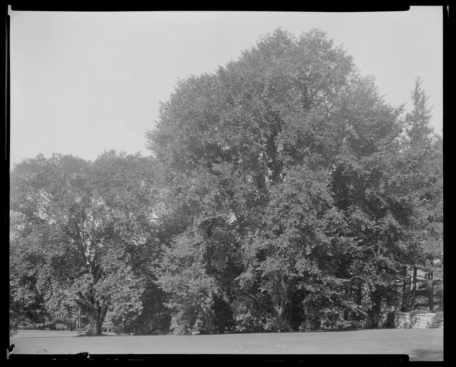 Groton Place: trees in landscape. about 1930–1936.
