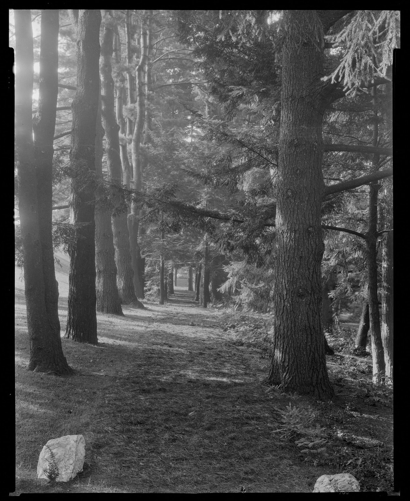 Groton Place: trees in landscape. about 1930–1936.