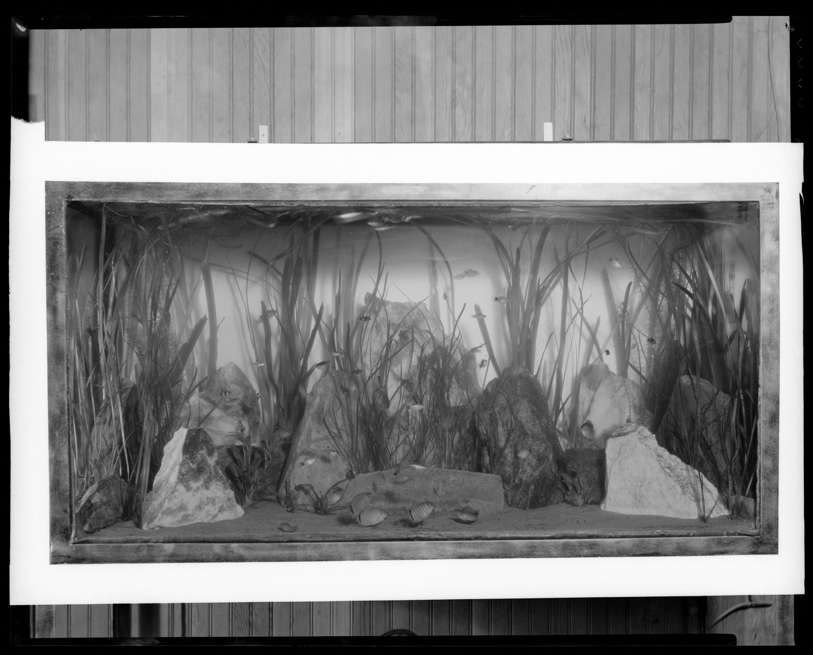 Groton Place: aquarium. about 1930–1936.