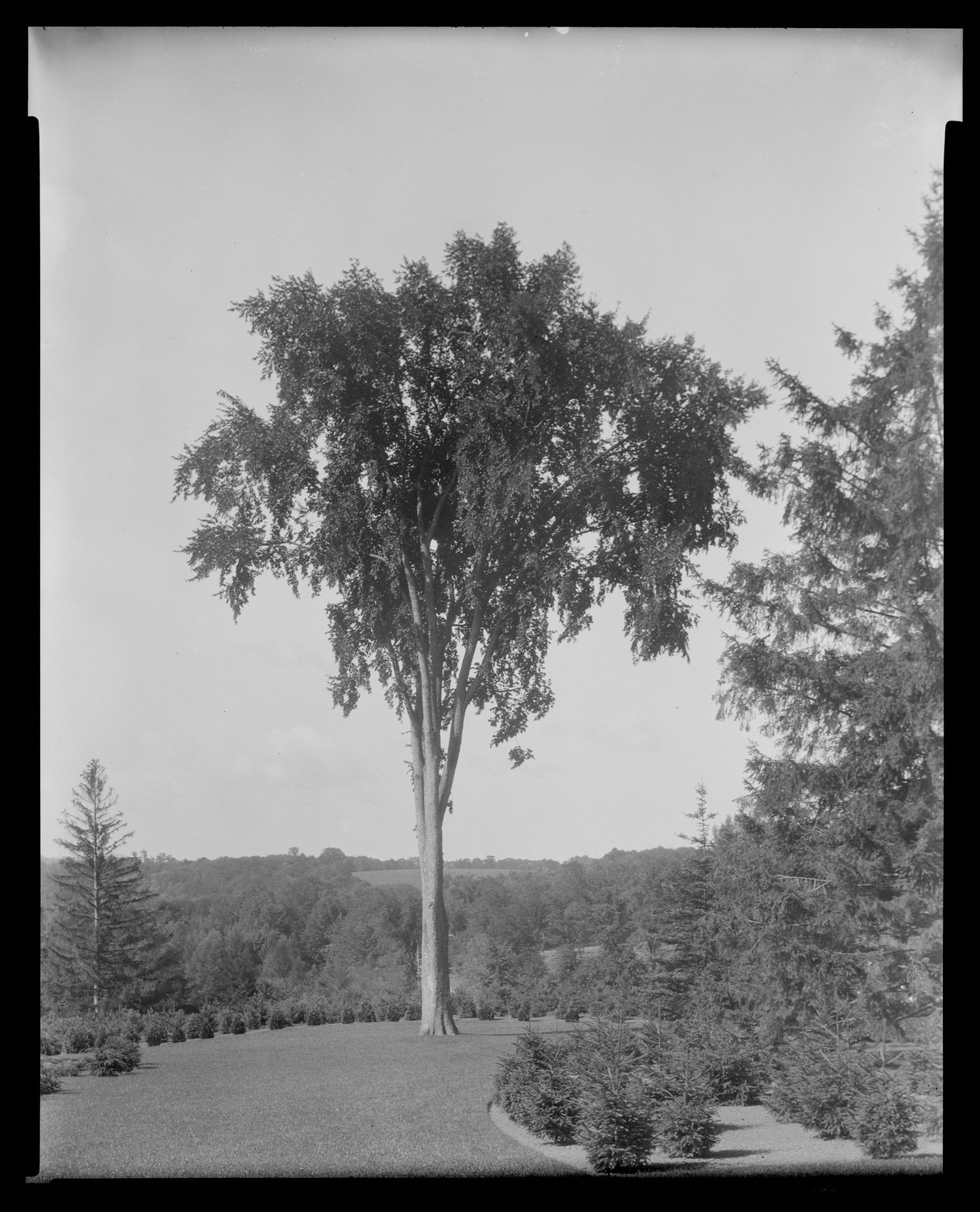 Groton Place: trees in landscape. about 1930–1936.