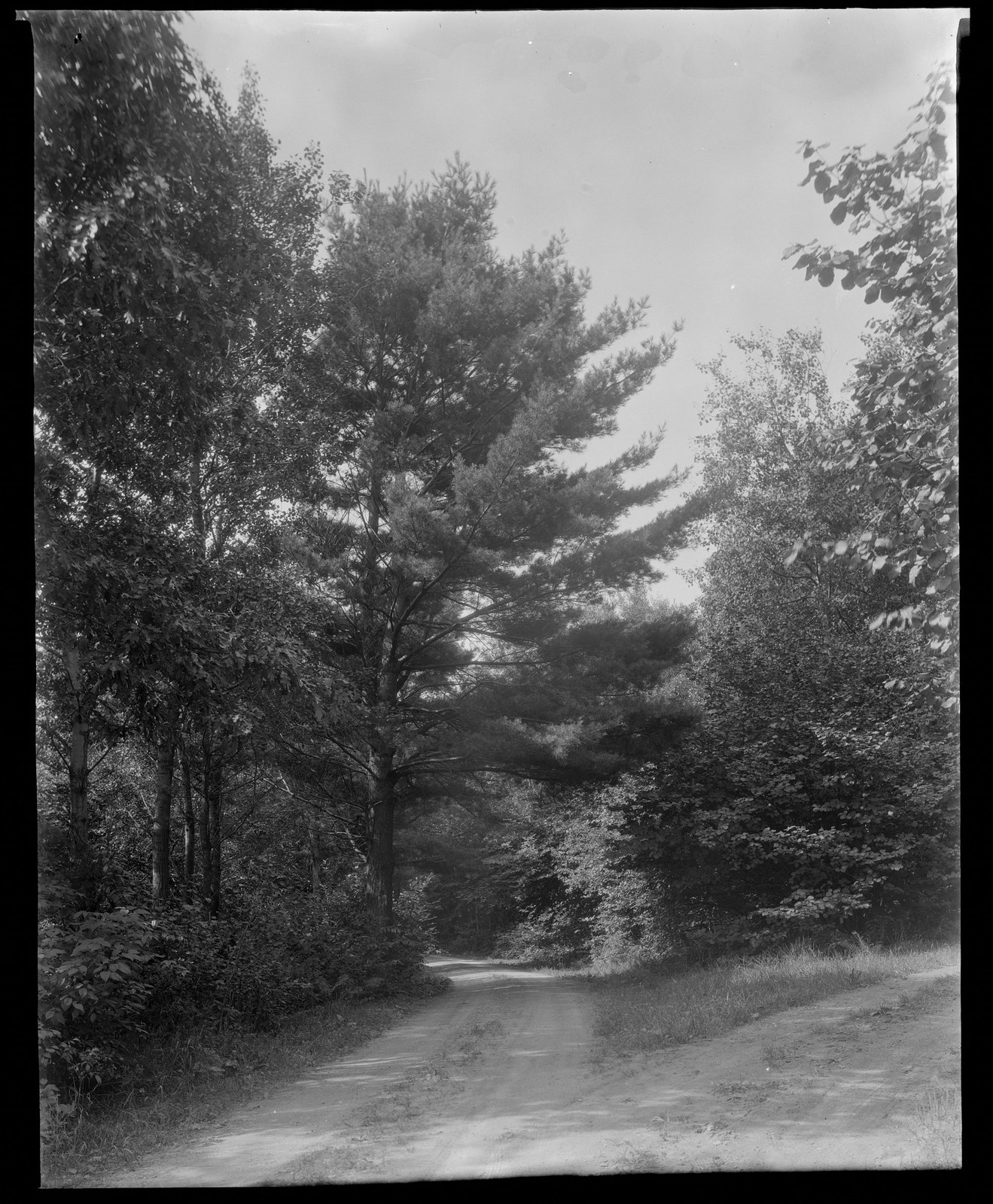 Path & trees. About 1925–1935.