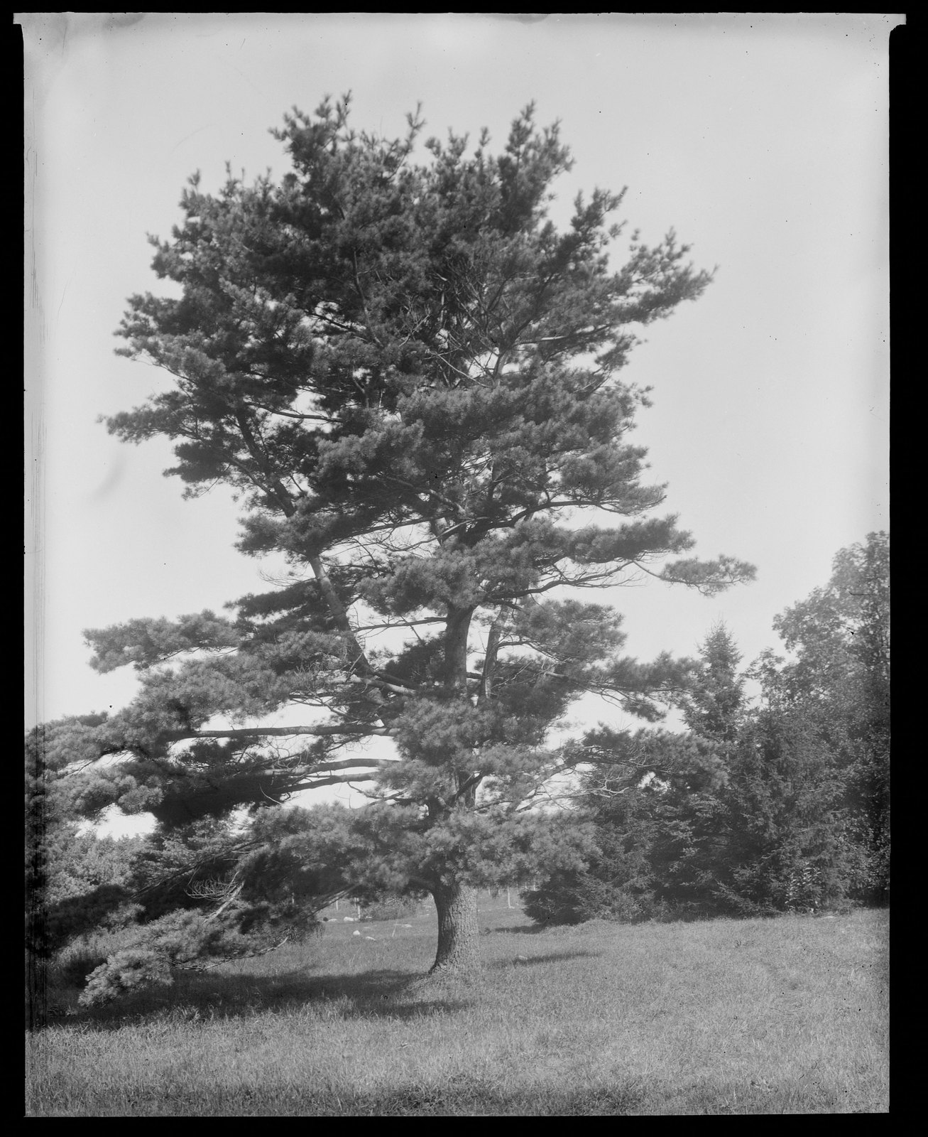 Pine tree. About 1925–1935.