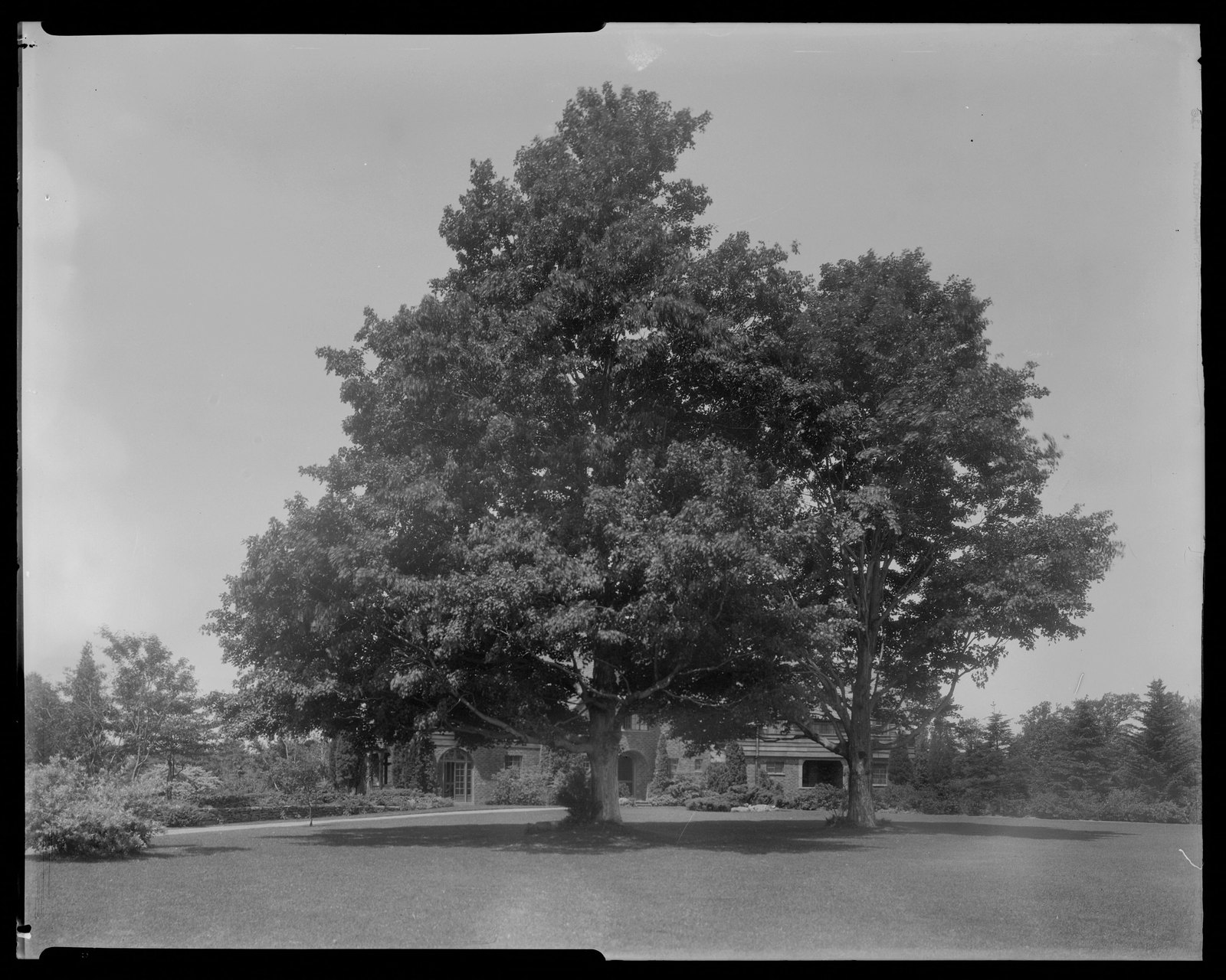 Trees & house. About 1925–1935.
