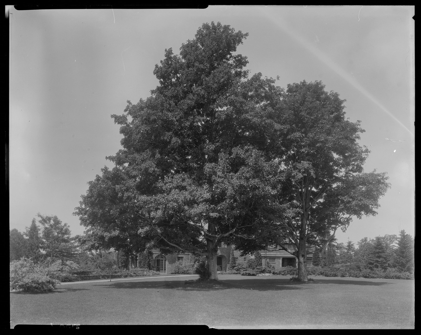 Trees & house. About 1925–1935.