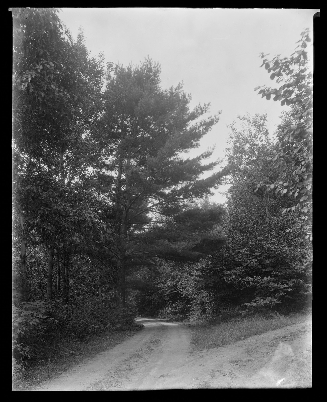 Path & trees. About 1925–1935.