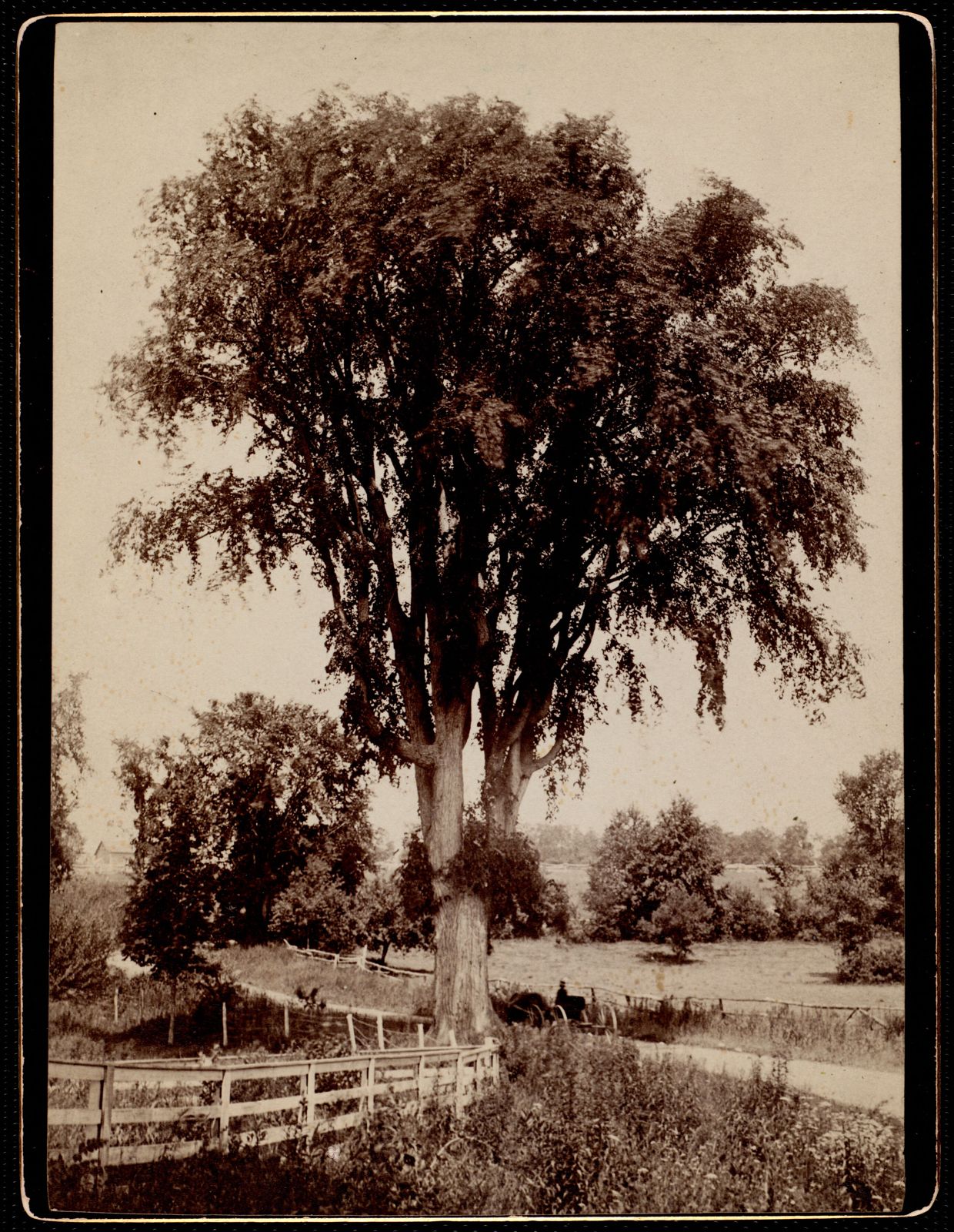 Hawthorne Road near Wheatleigh — a large American elm.