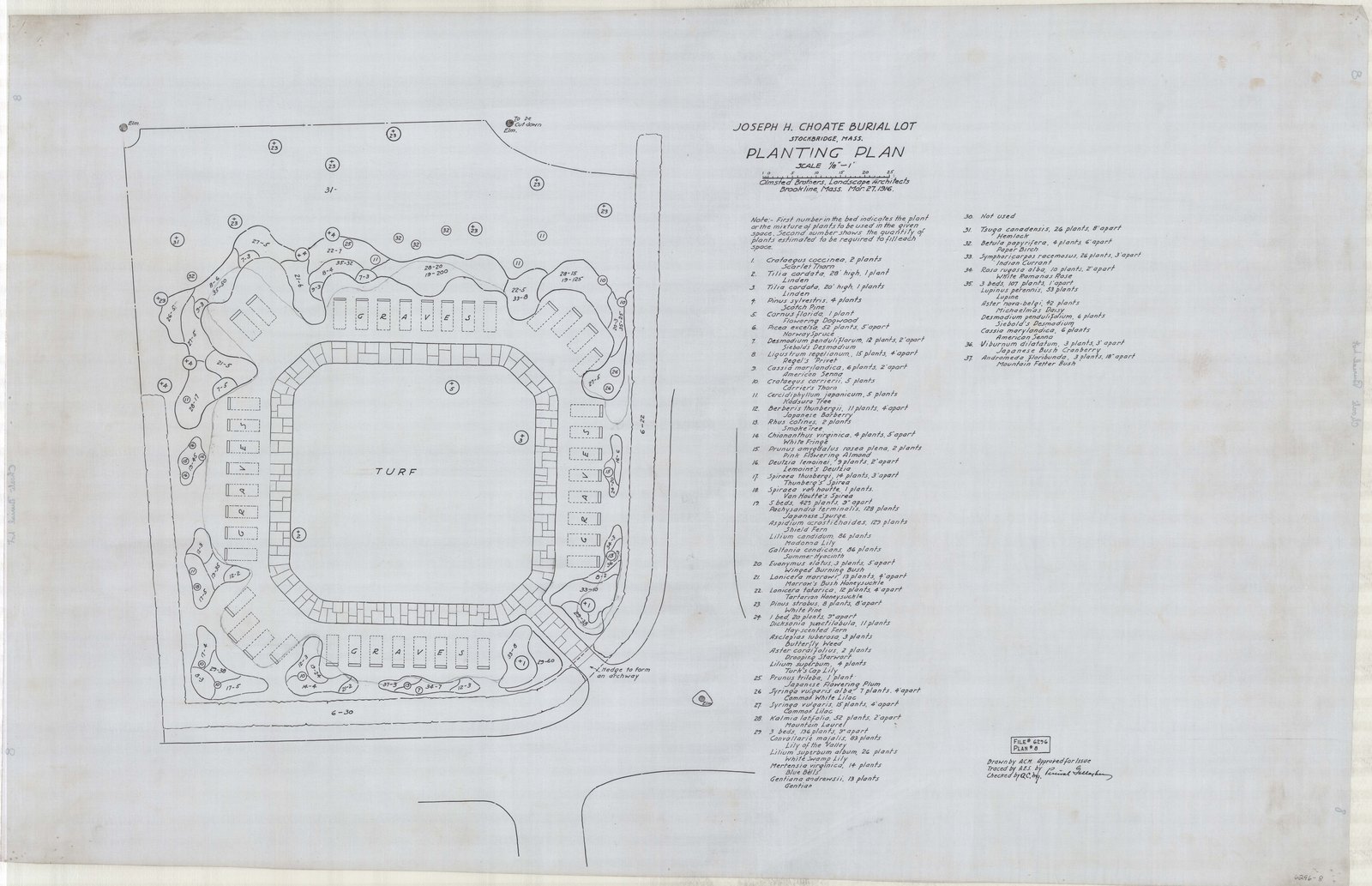 Planting plan with the full schedule written out beside it — 52 Mountain Laurel at 2 feet apart, 83 Lily of the Valley, 26 White Swamp Lily, 15 Common Lilac and 7 White Lilac at 4 feet, 14 Blue Bells, 13 Gentian, 11 Hay-scented Fern, 4 Turk’s Cap Lily, 3 Butterfly Weed. “Drawn by A.C.M. Traced by A.E.S. Checked by Q.C.Mc.” and signed as approved for issue by Percival Gallagher.