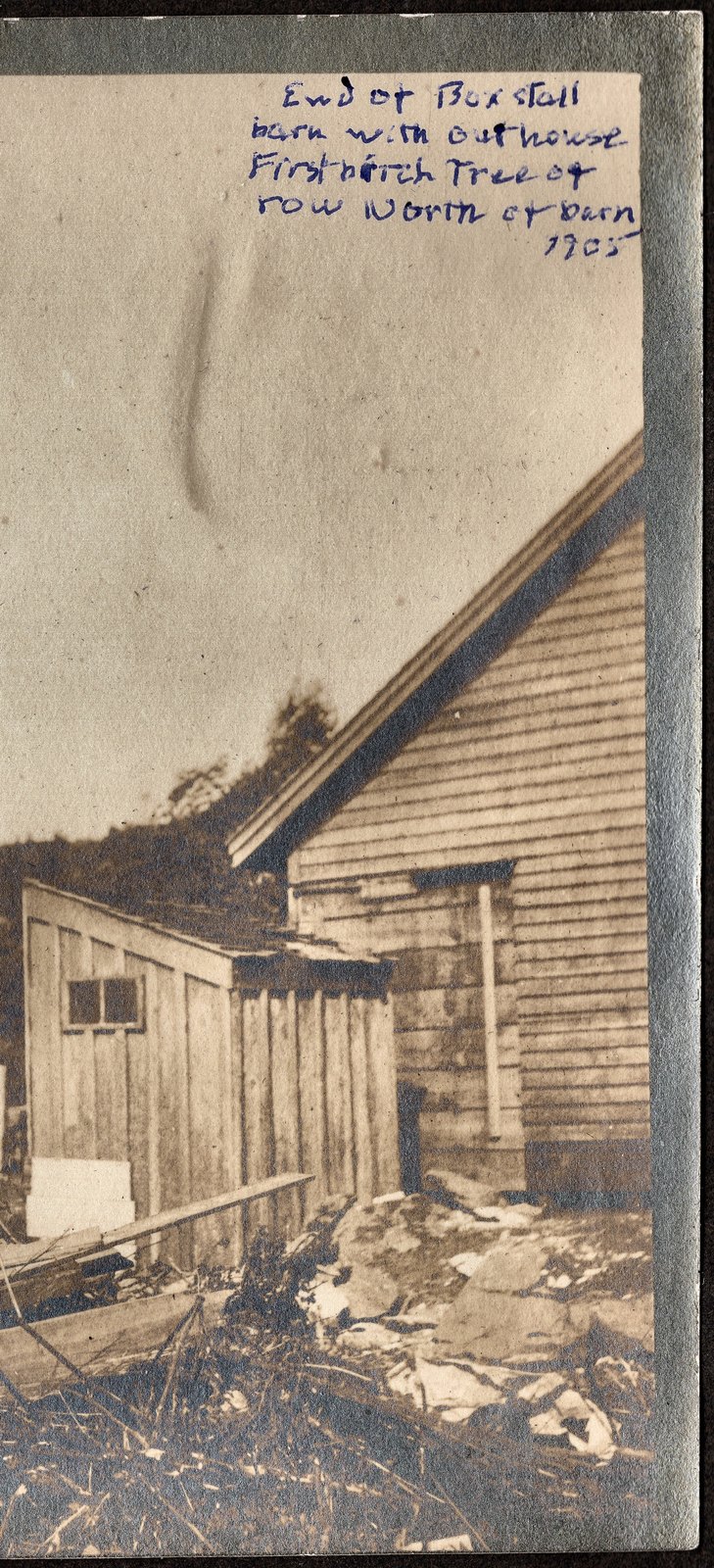 End of box stall barn with outhouse. First birch tree of row north of barn. 1905.