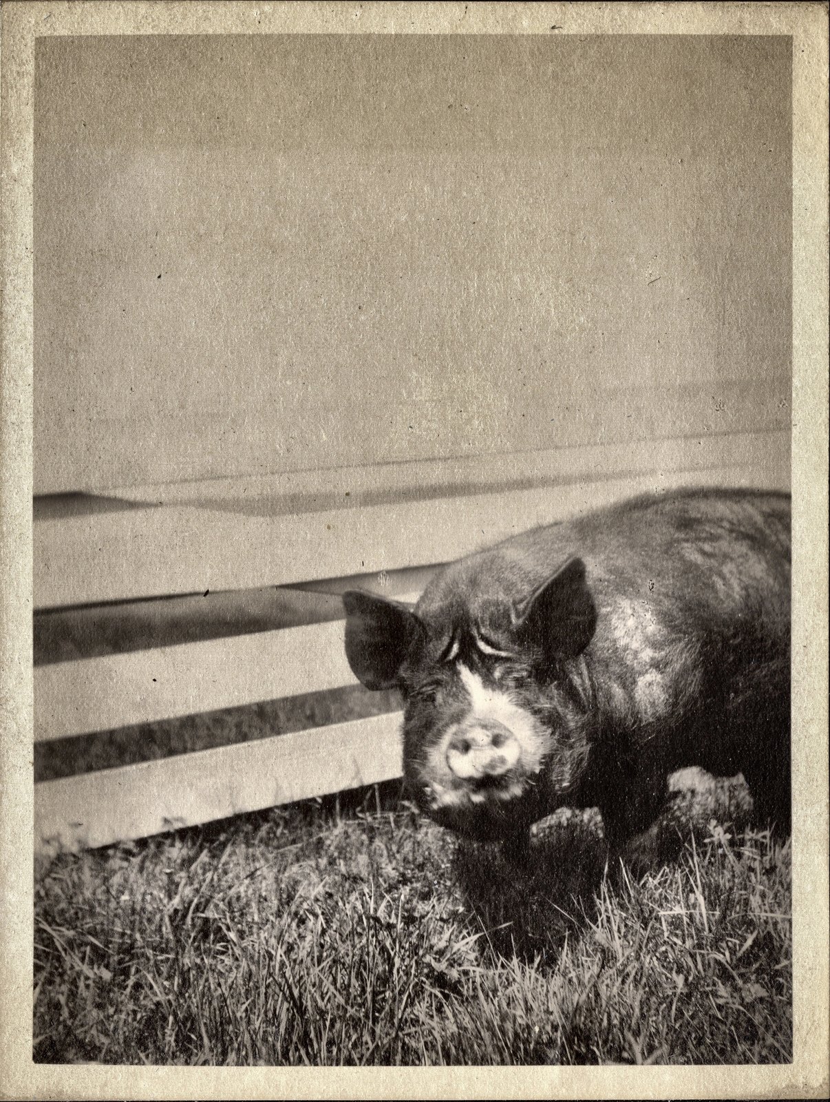 A pig at the board fence, mounted on the album page directly below the Winton.
