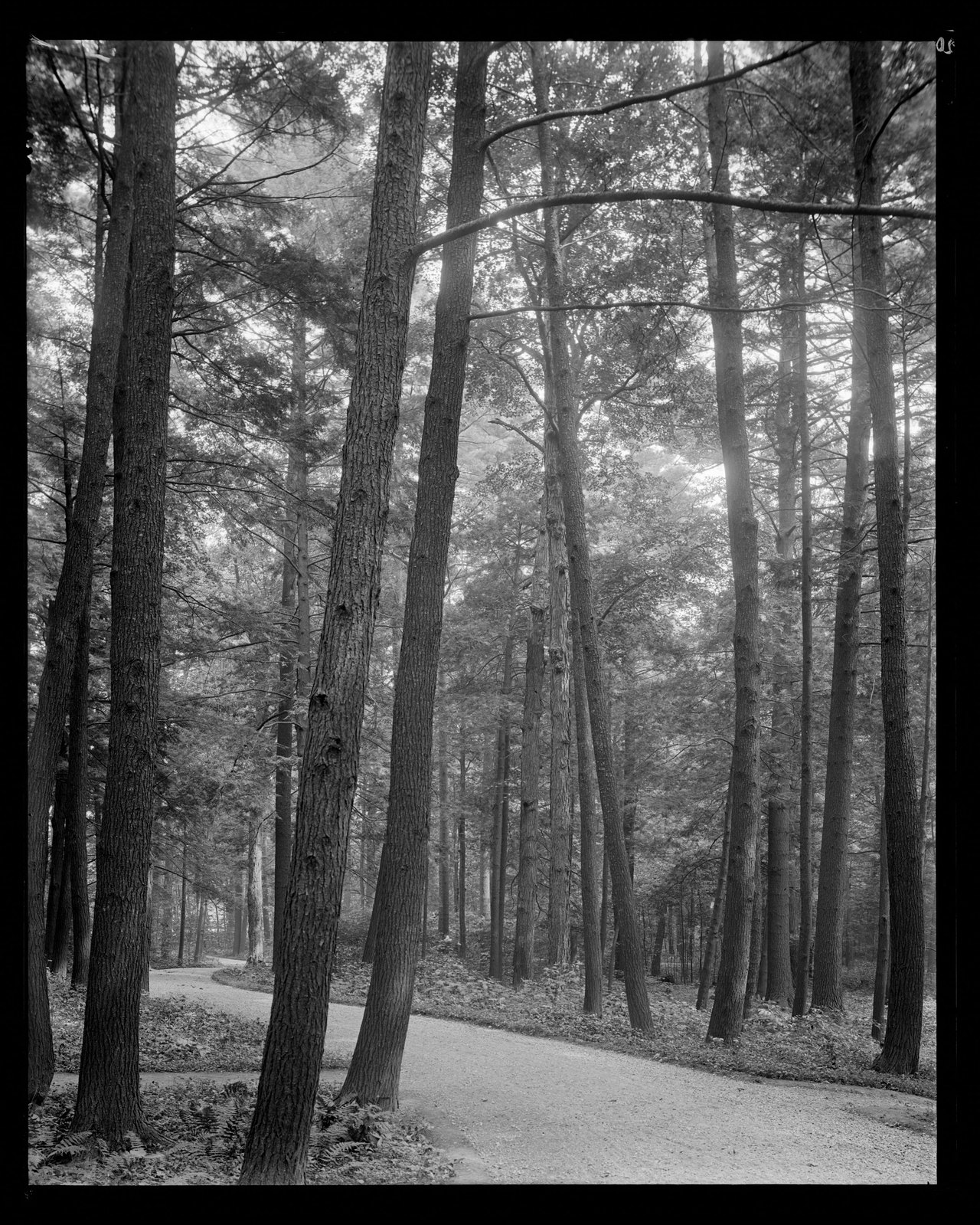 Drive & trees. About 1908–1919.