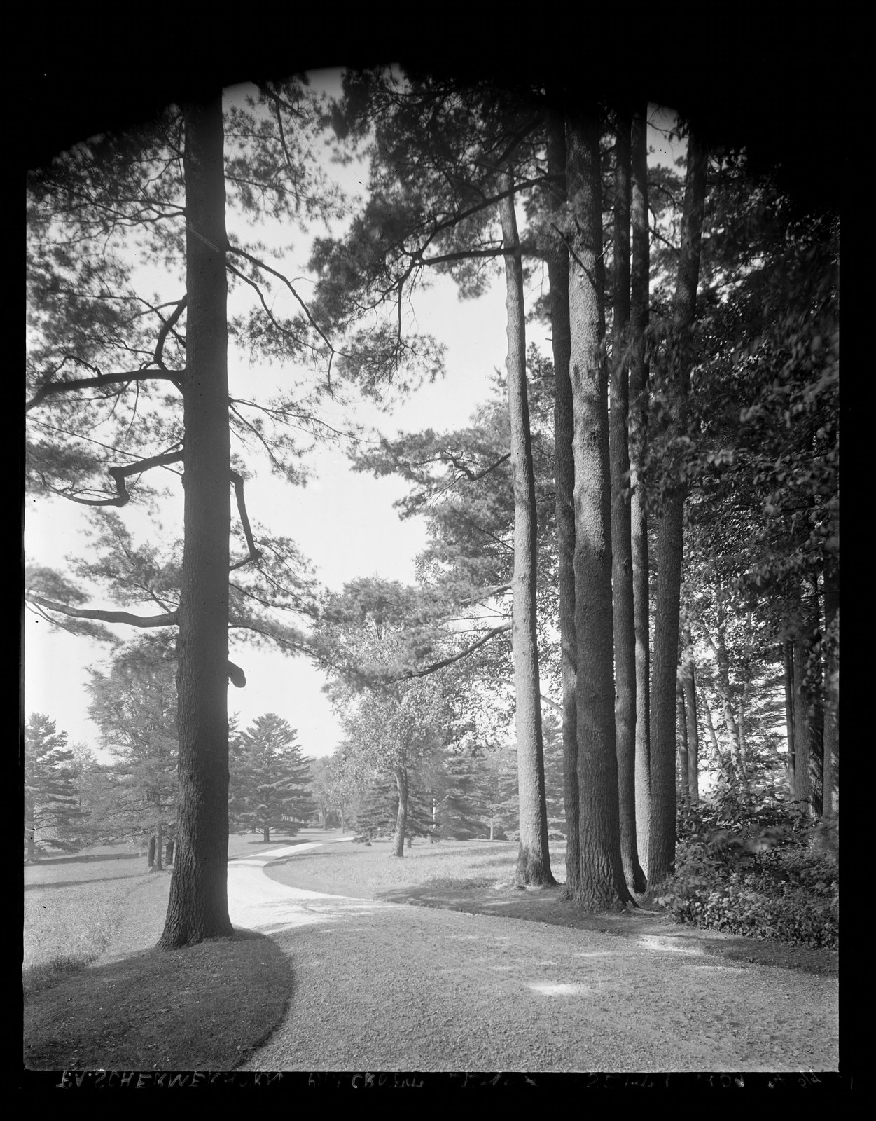 Drive & trees. September 9, 1909.