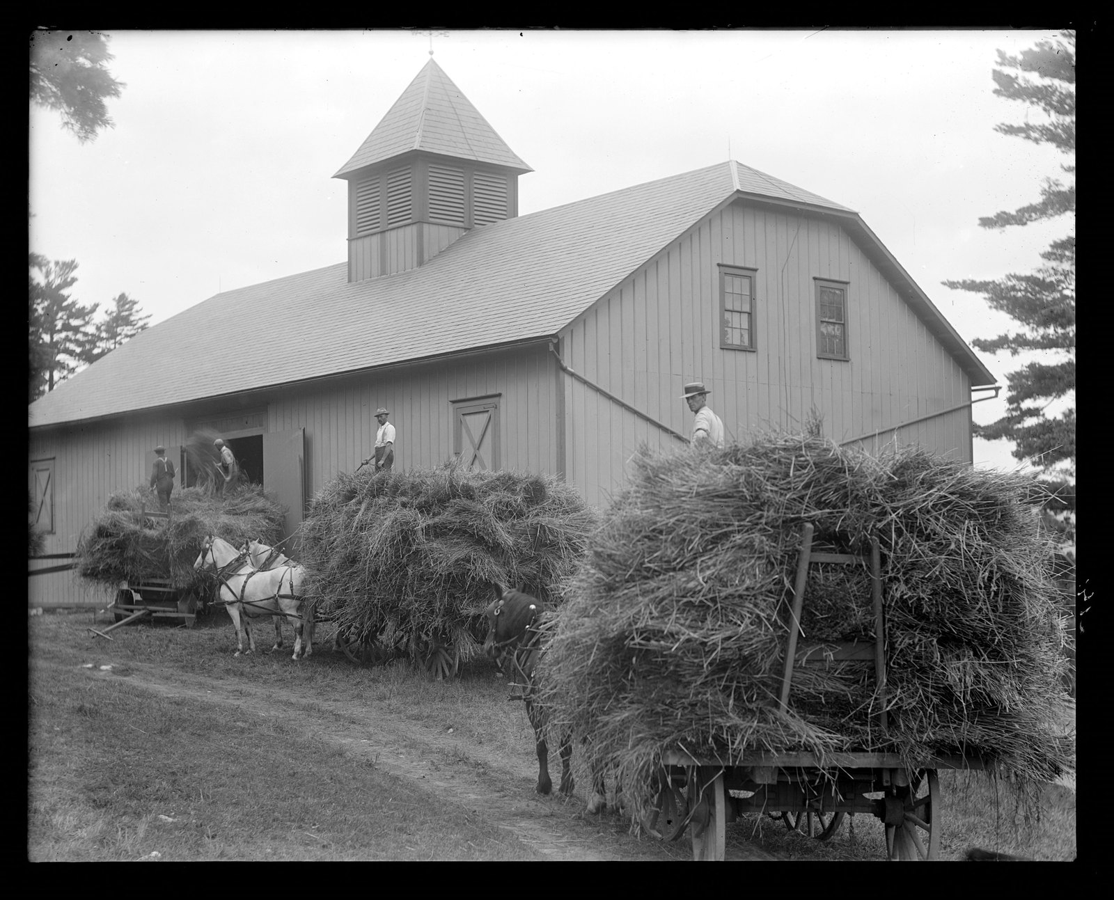 Loading wheat into the barn. About 1908–1919.