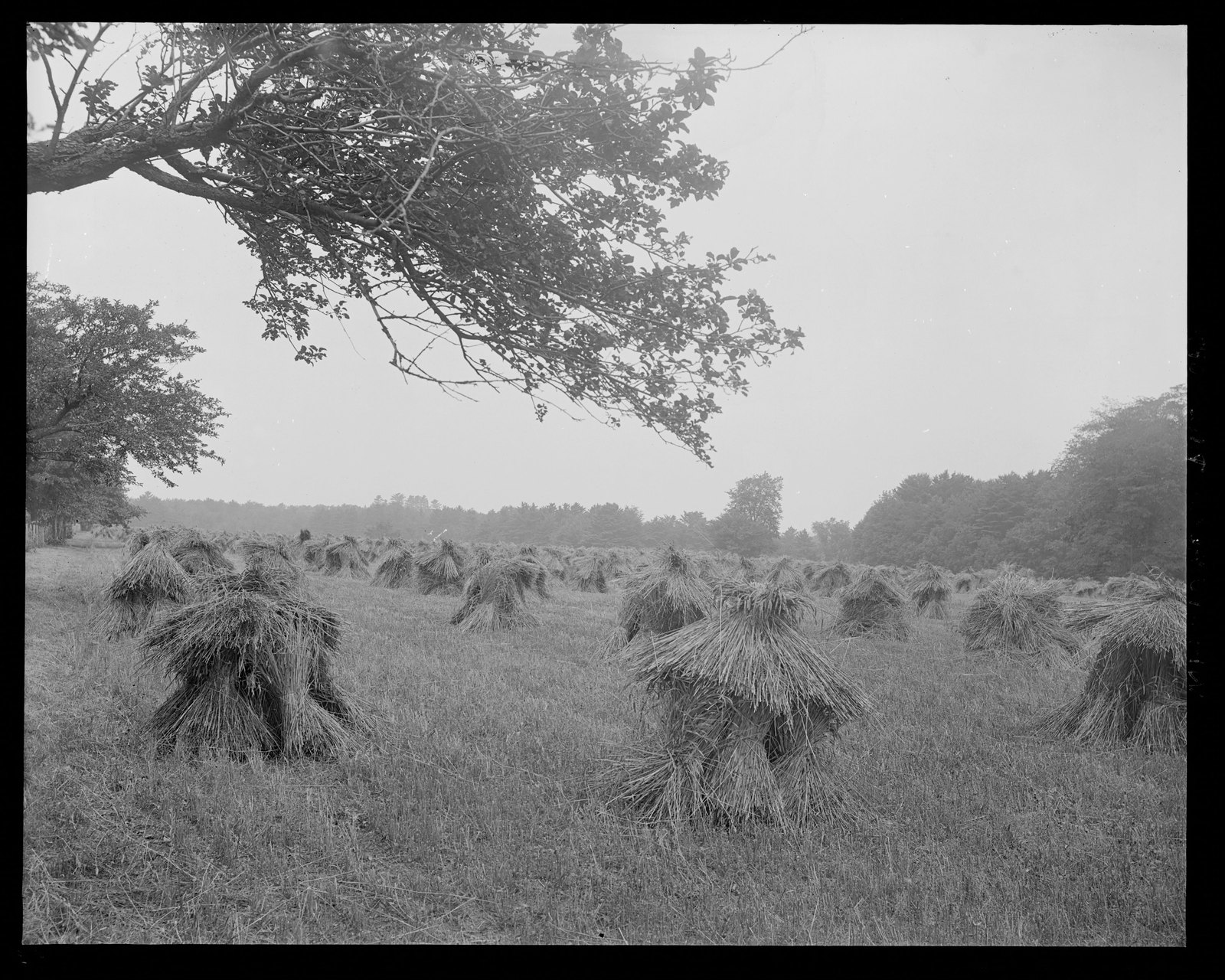 Wheatstacks in field. About 1908–1919.