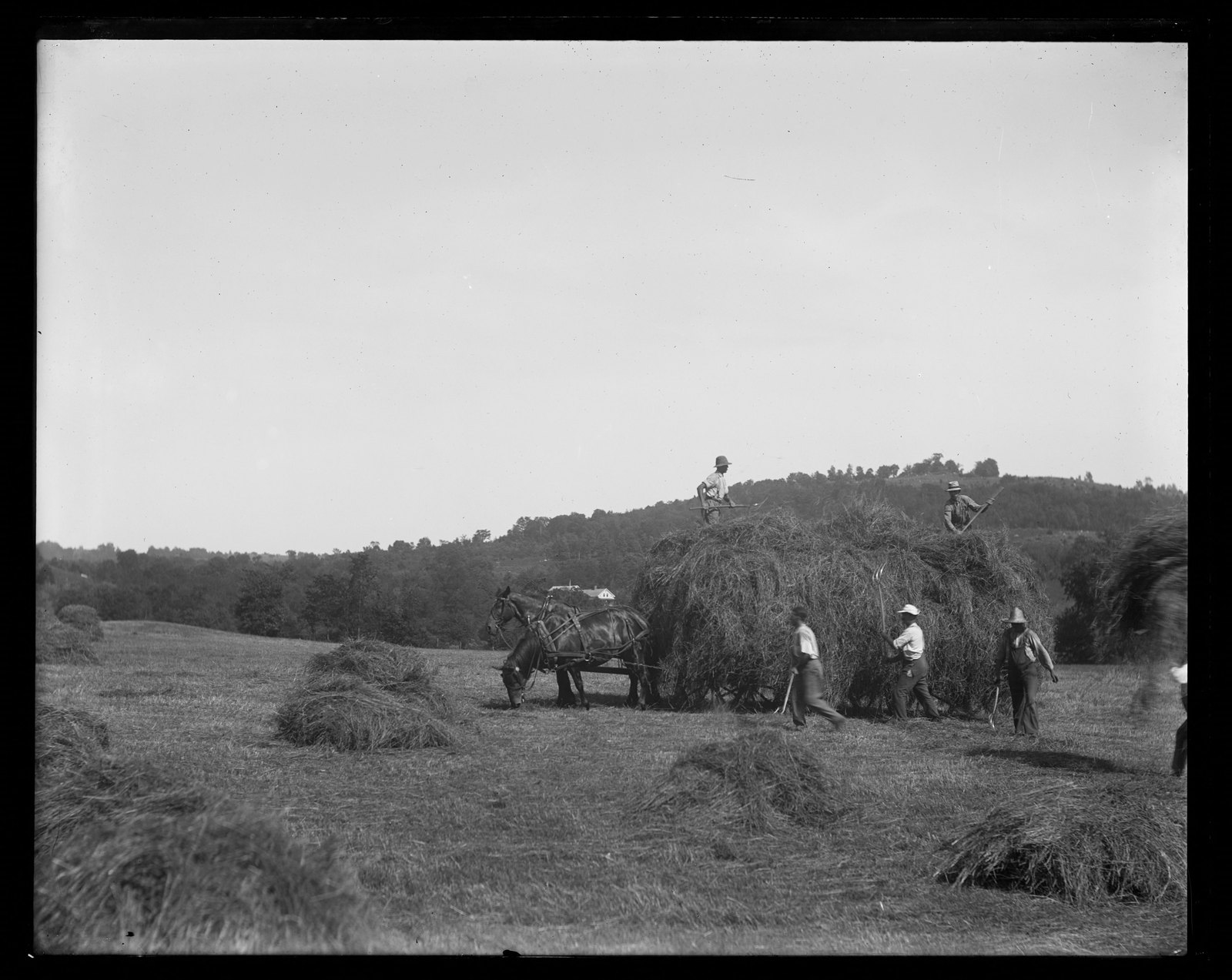 Hay loading. About 1908–1919.