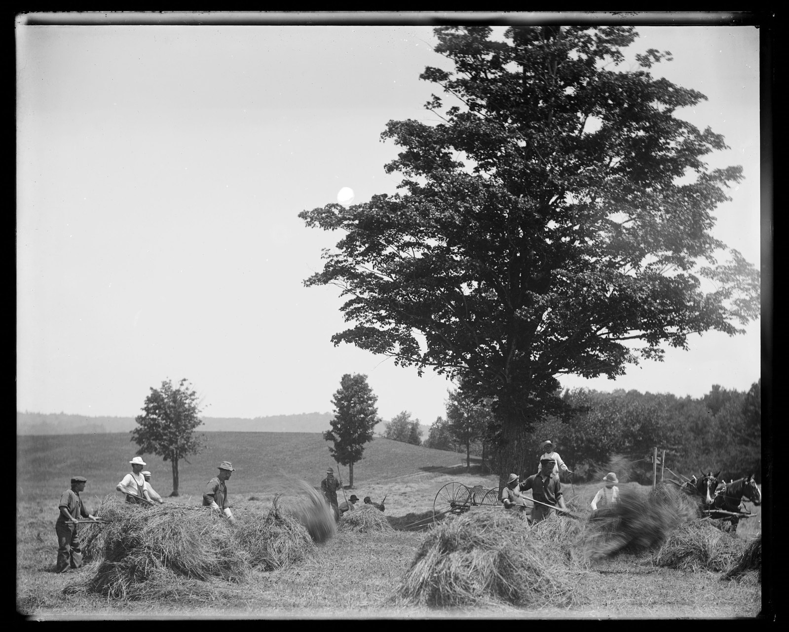 Hay loading. About 1908–1919.