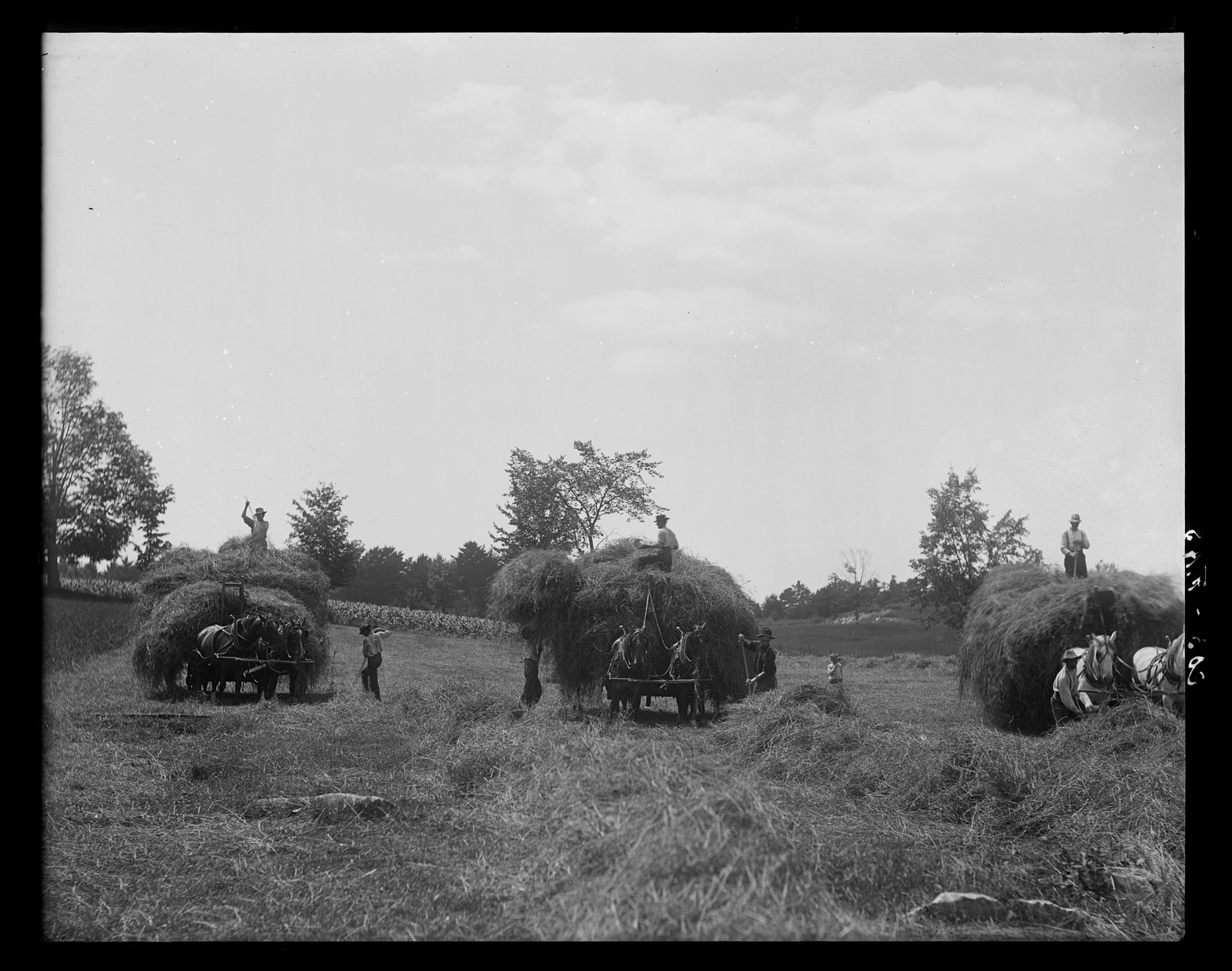 Hay loading. About 1908–1919.