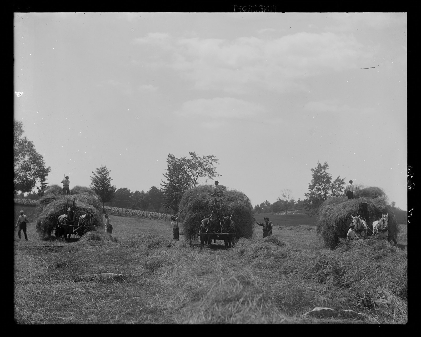Hay loading. About 1908–1919.
