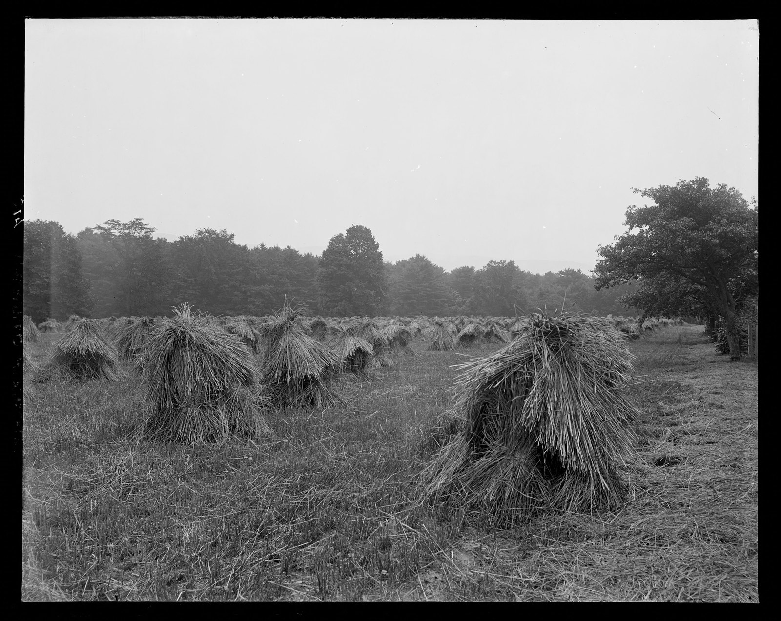 View of wheatstacks. About 1908–1919.