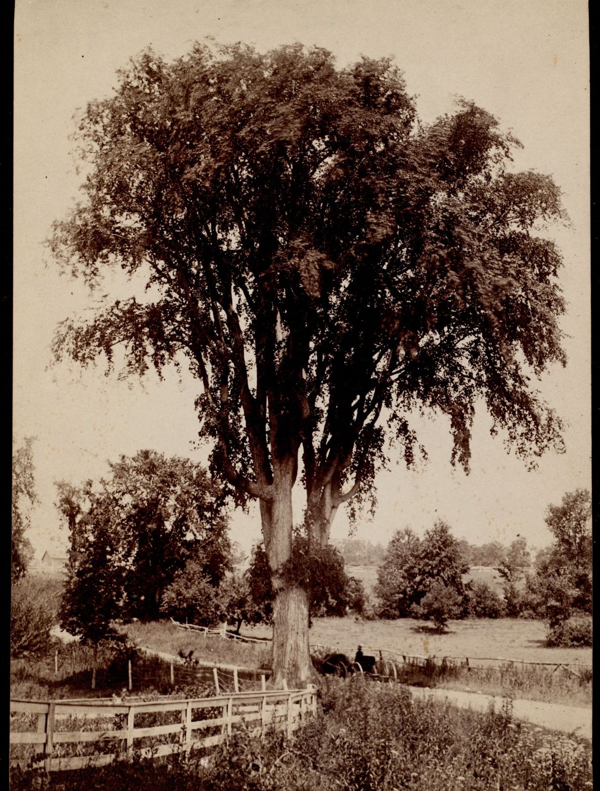 A large multi-stemmed American elm on Hawthorne Road, near the estate — the vase form and the drooping branchlets of the species the 1894 list ordered eleven of. Lenox Library Association, Local History Photograph Collection, via Digital Commonwealth. CC BY 4.0.