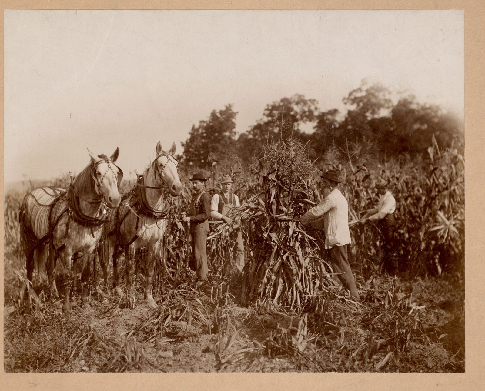 Five men and a two-horse team, cutting and shocking corn at Wheatleigh. This is the unit the whole estimate is built out of — the man-day and the team-day. Lenox Library Association, Local History Photograph Collection, via Digital Commonwealth. CC BY 4.0.