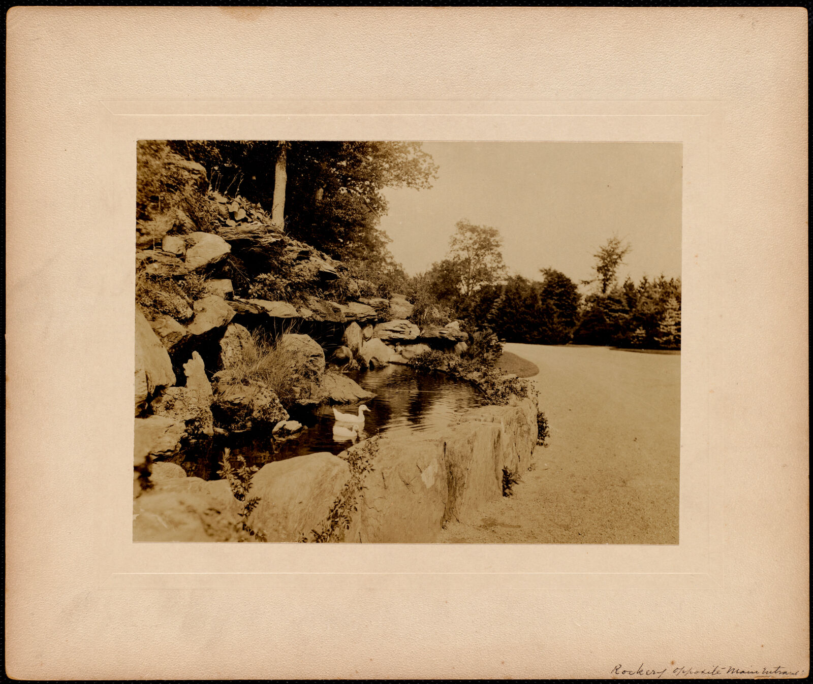Shadow Brook: rookery opposite main entrance. about 1895–1899.