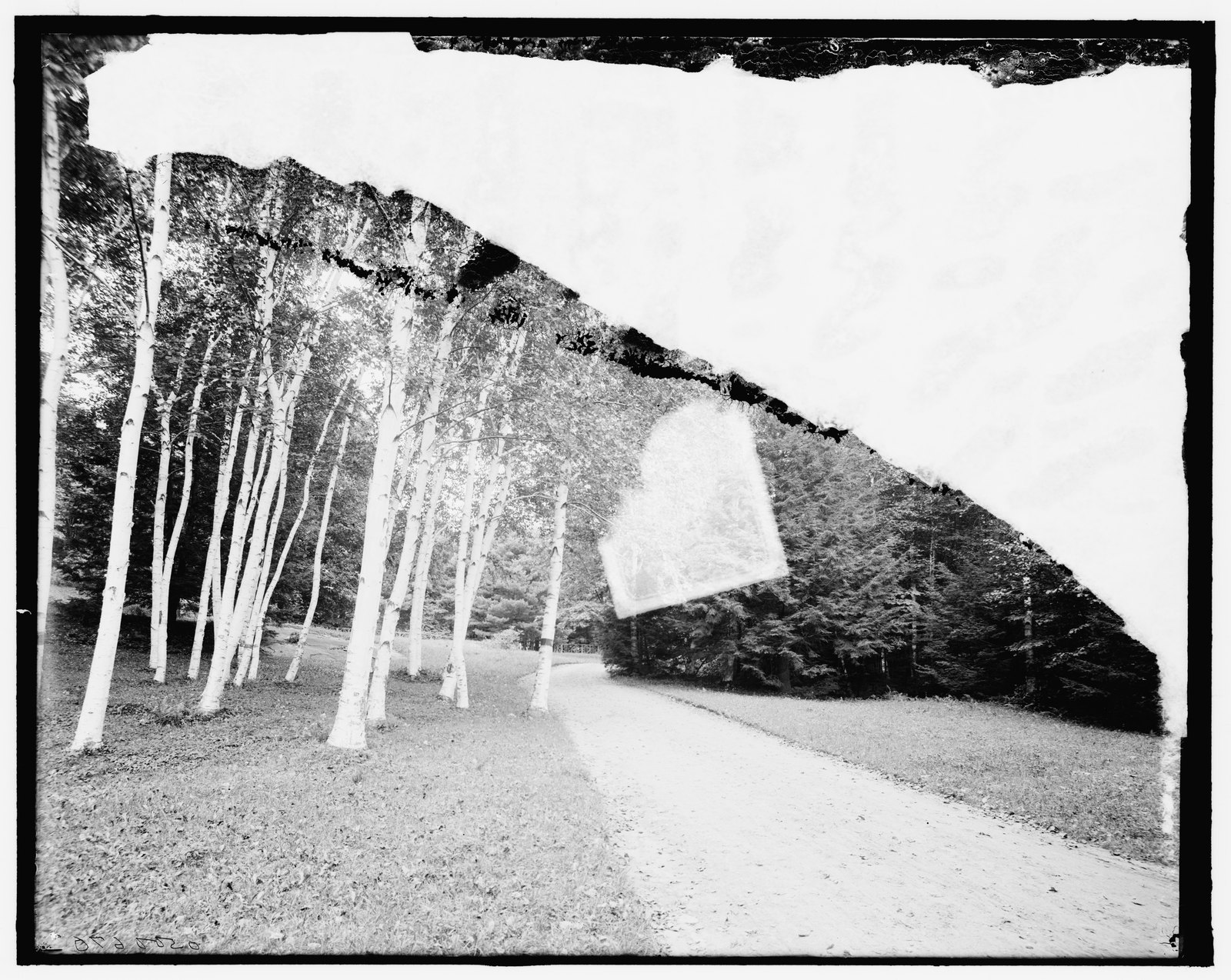 “[Stonover birches, Lenox, Mass.]” About 1900–1915. LC-D4-500670.