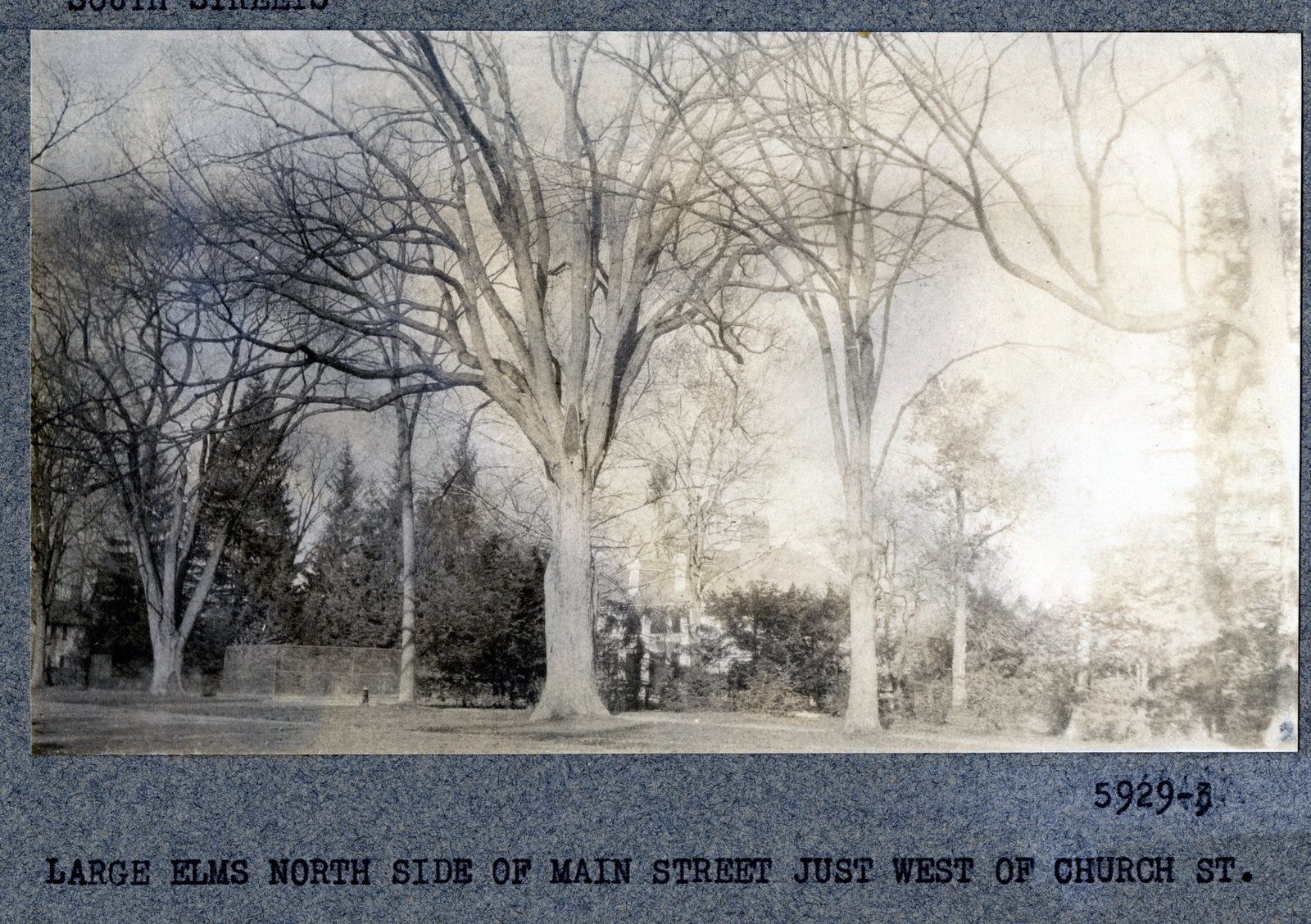 Print 5929-3: “LARGE ELMS NORTH SIDE OF MAIN STREET JUST WEST OF CHURCH ST.”