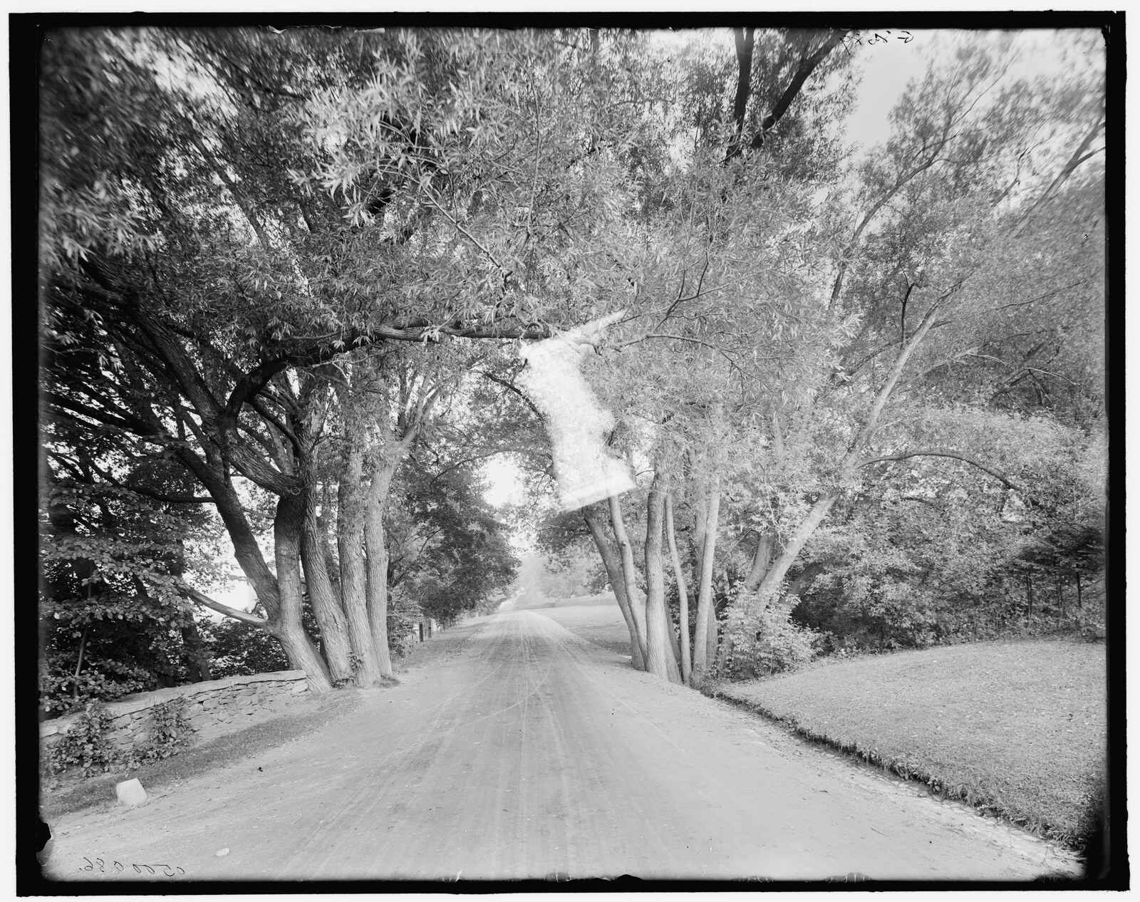 “[Willow Arch (a Berkshire roadway), Stockbridge, Mass.]” Negative 500086, catalogued 1900; the title is taken from the negative’s jacket.