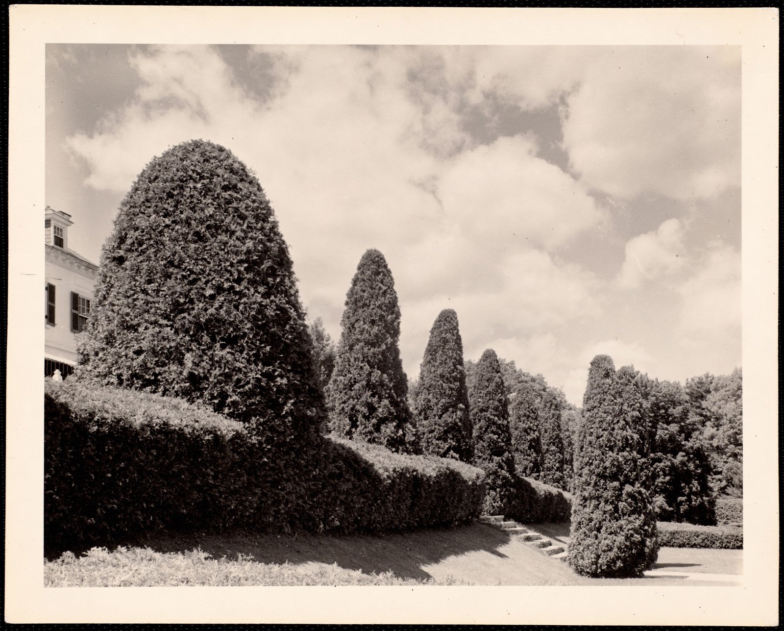 The Mount: trees and steps to lawn. 23 June 1941.