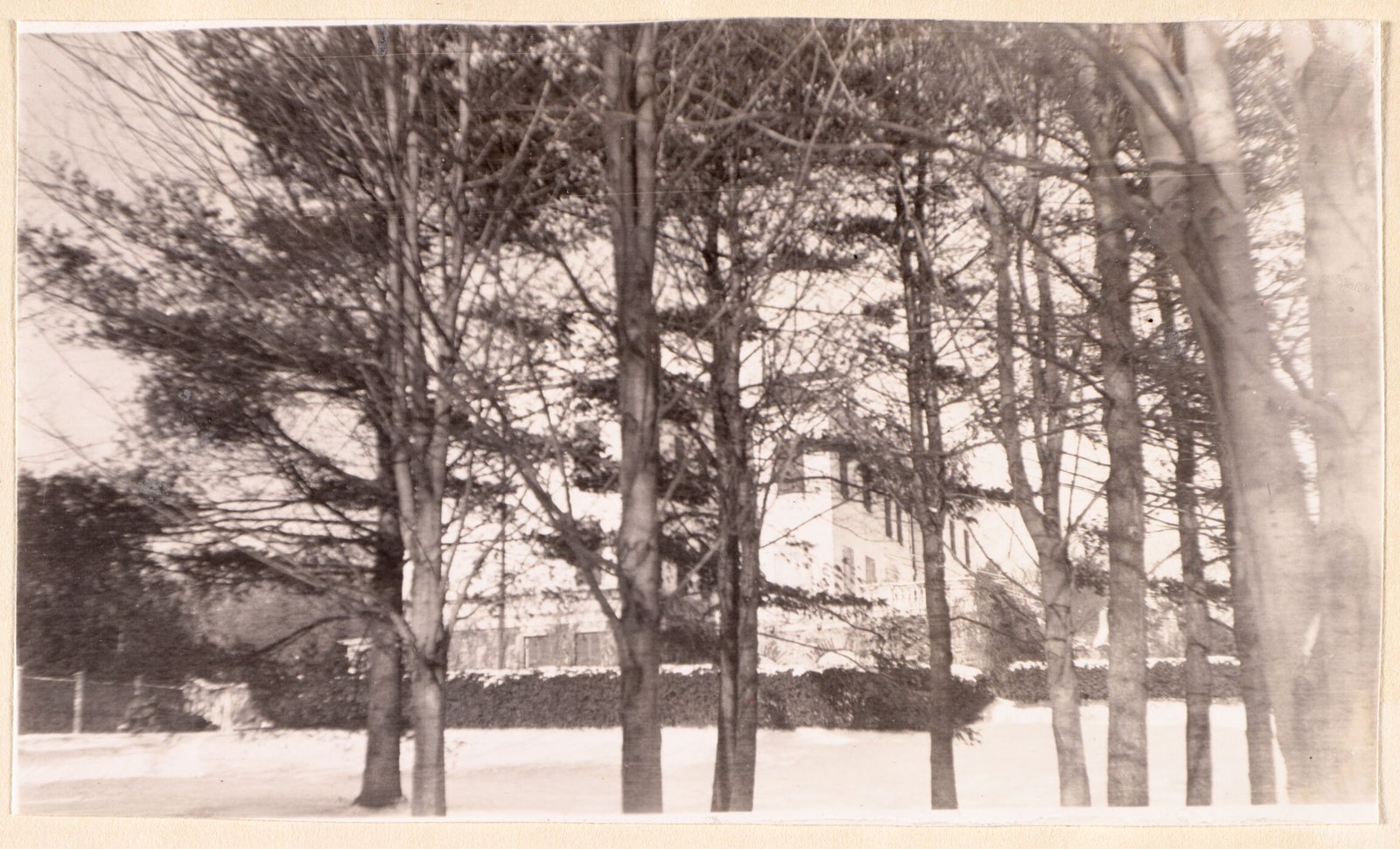 The house obscured by pine trees.