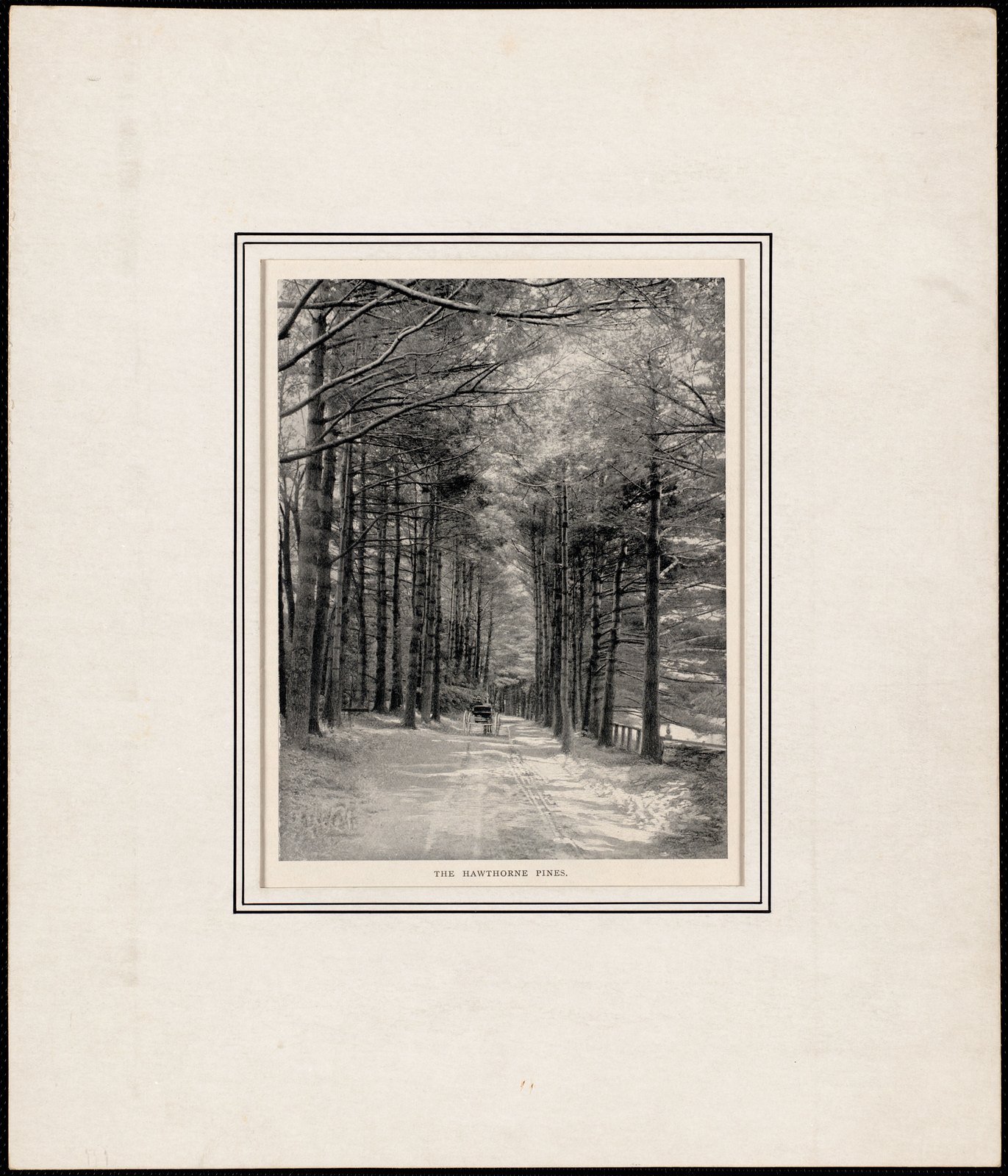 “The Hawthorne Pines,” 1899. Inscribed on the front “The Hawthorne Pines”; on the back, in pencil, “Original print; Made in 1899; Lenox; Hawthorne.”