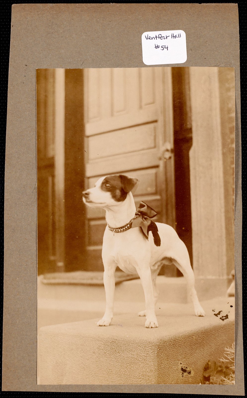 Ventfort Hall: dog. about 1893.