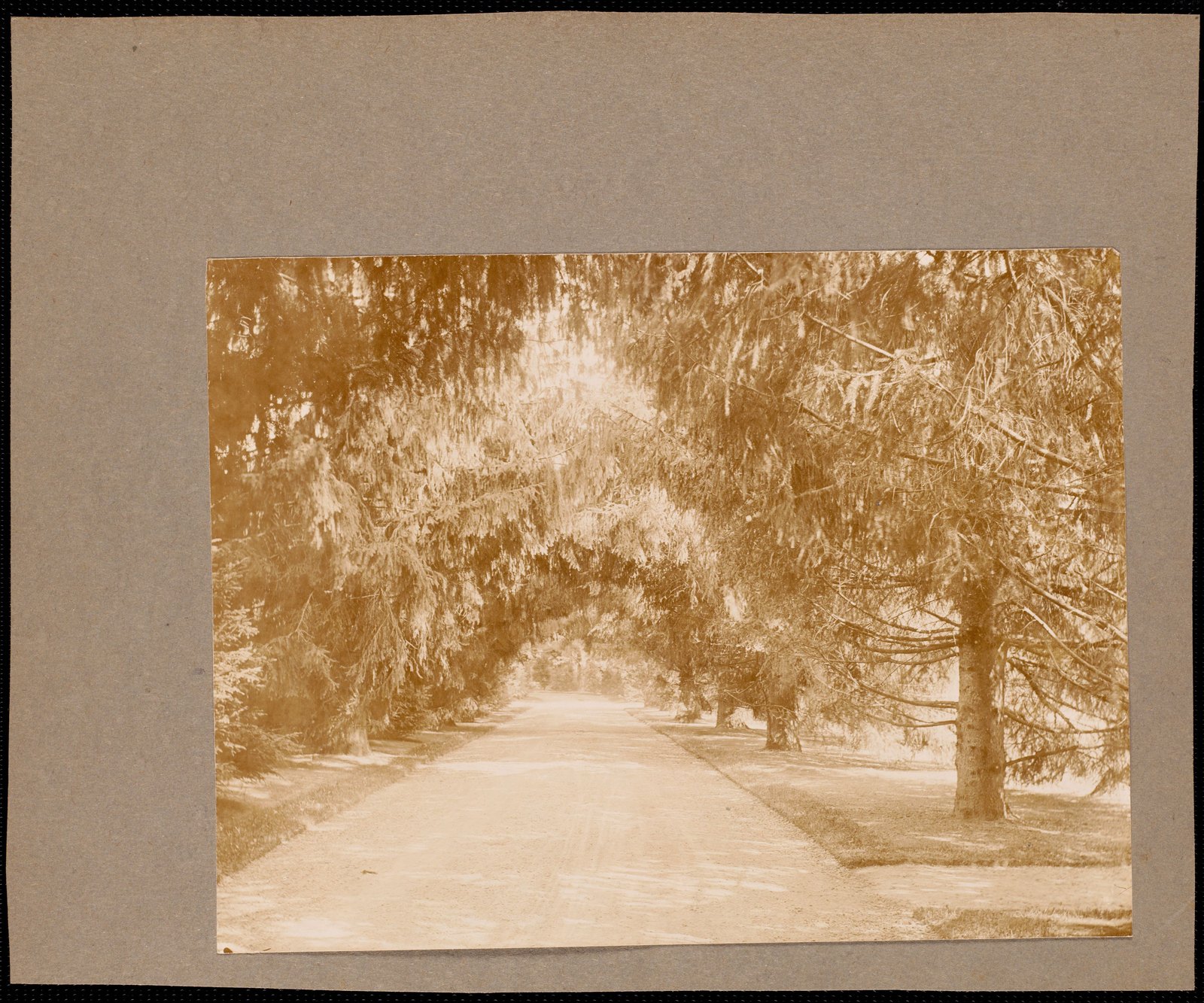 Ventfort Hall: tree-lined drive. about 1893.