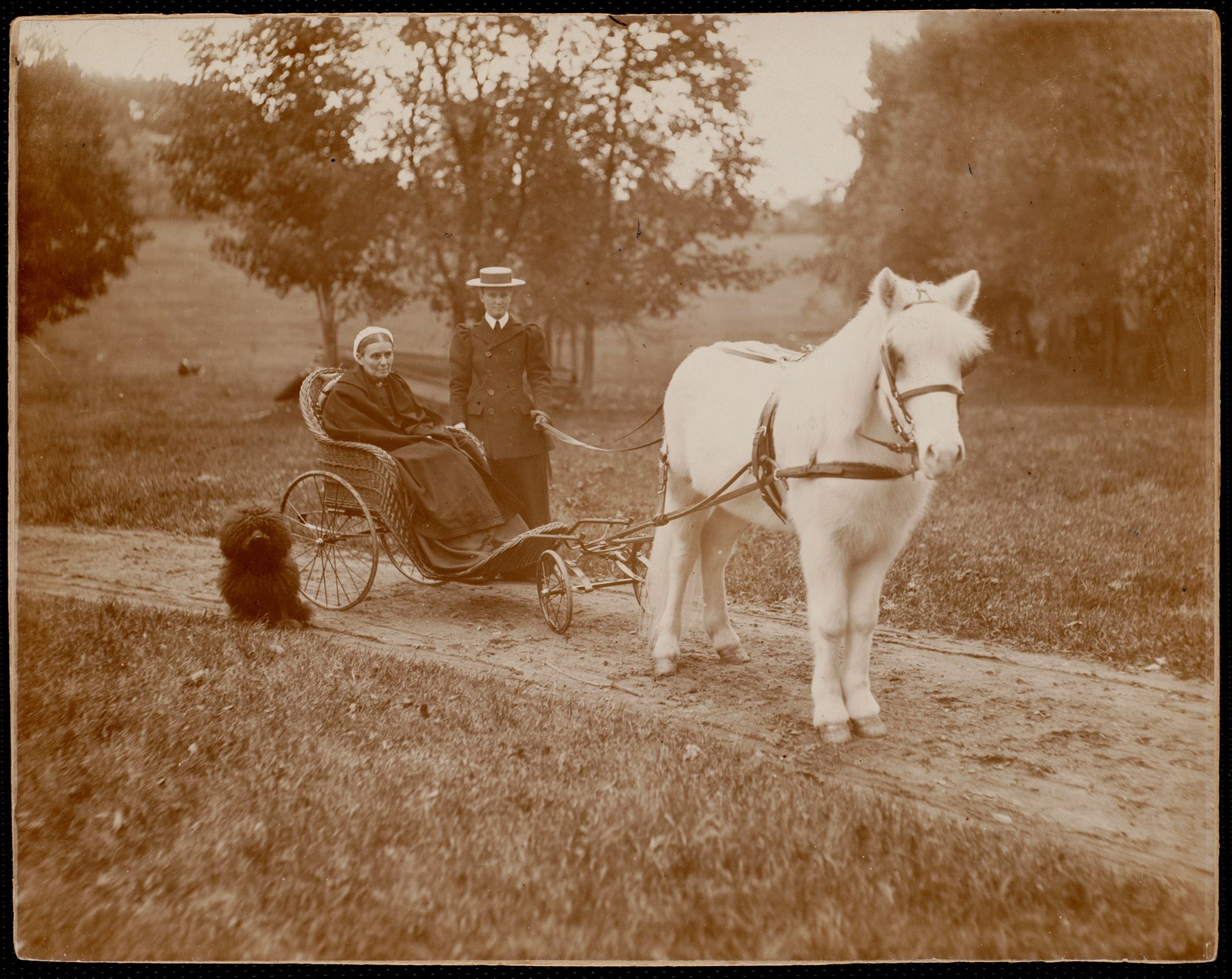 Miss Kate Cary: woman in horse-drawn wheelchair with Kate Cary & small dog. about 1890–1900.