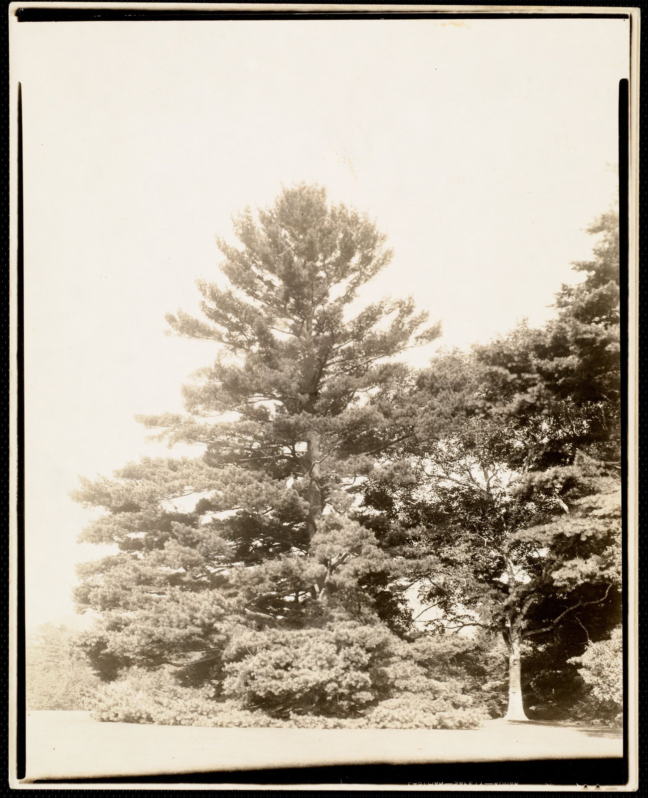Ventfort Hall: trees. about 1893–1925.