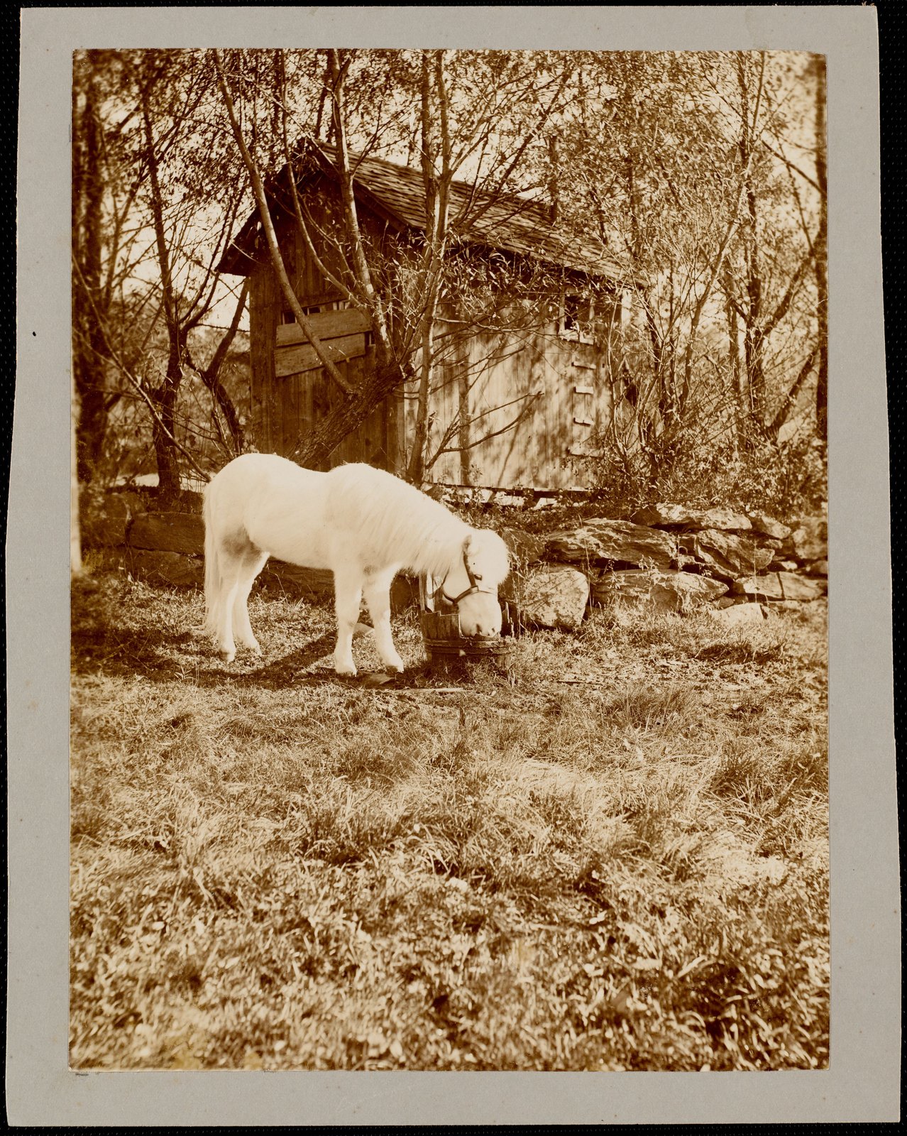 Ventfort Hall: white pony and shed. about 1893.