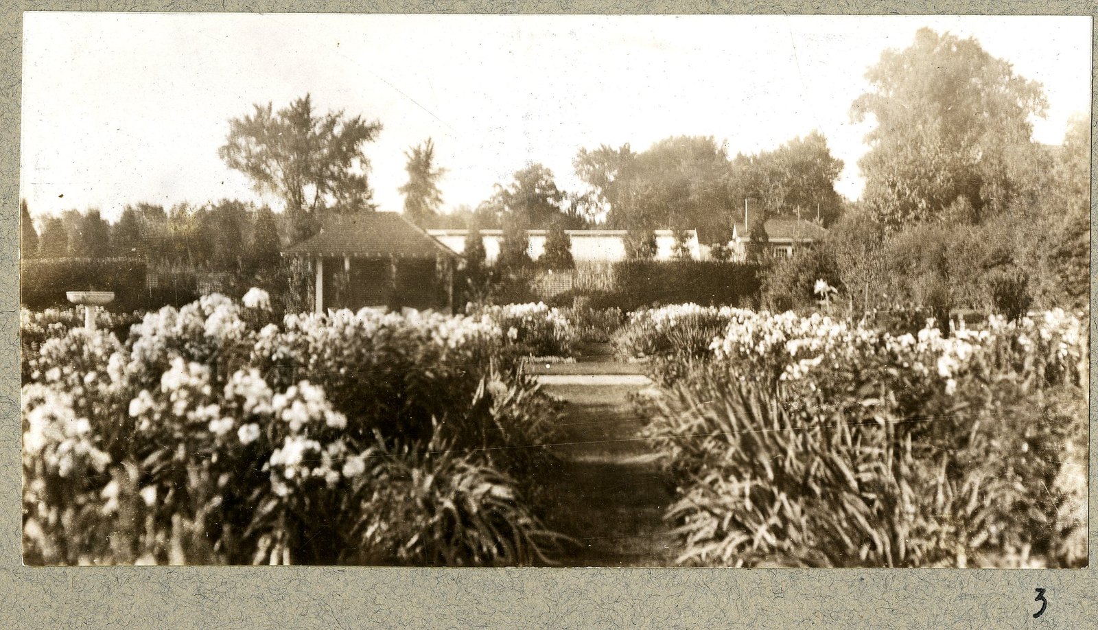 Phlox and iris against the clipped hedge. Print 3.