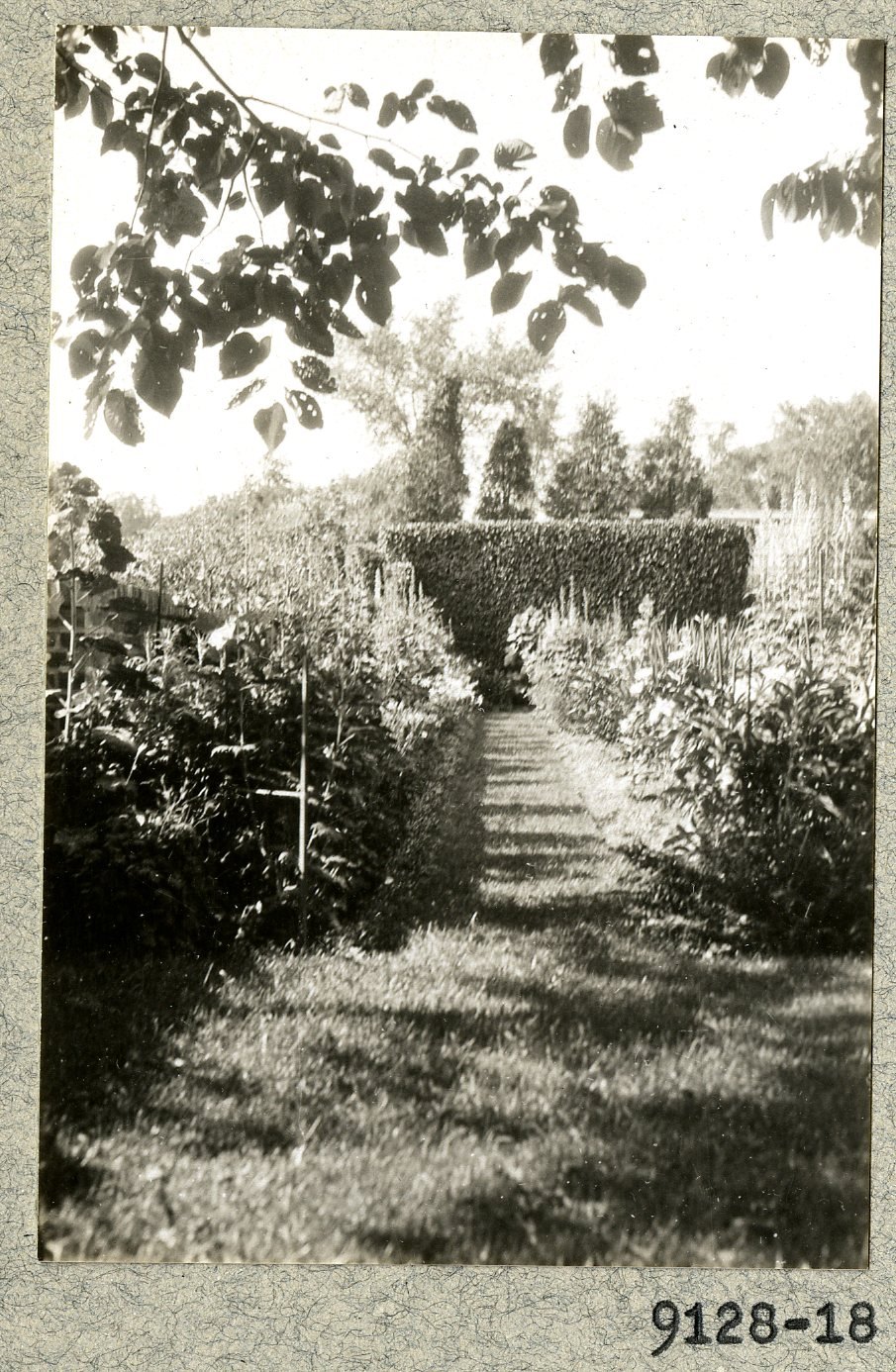 A grass path between tall hedges. Print 9128-18.