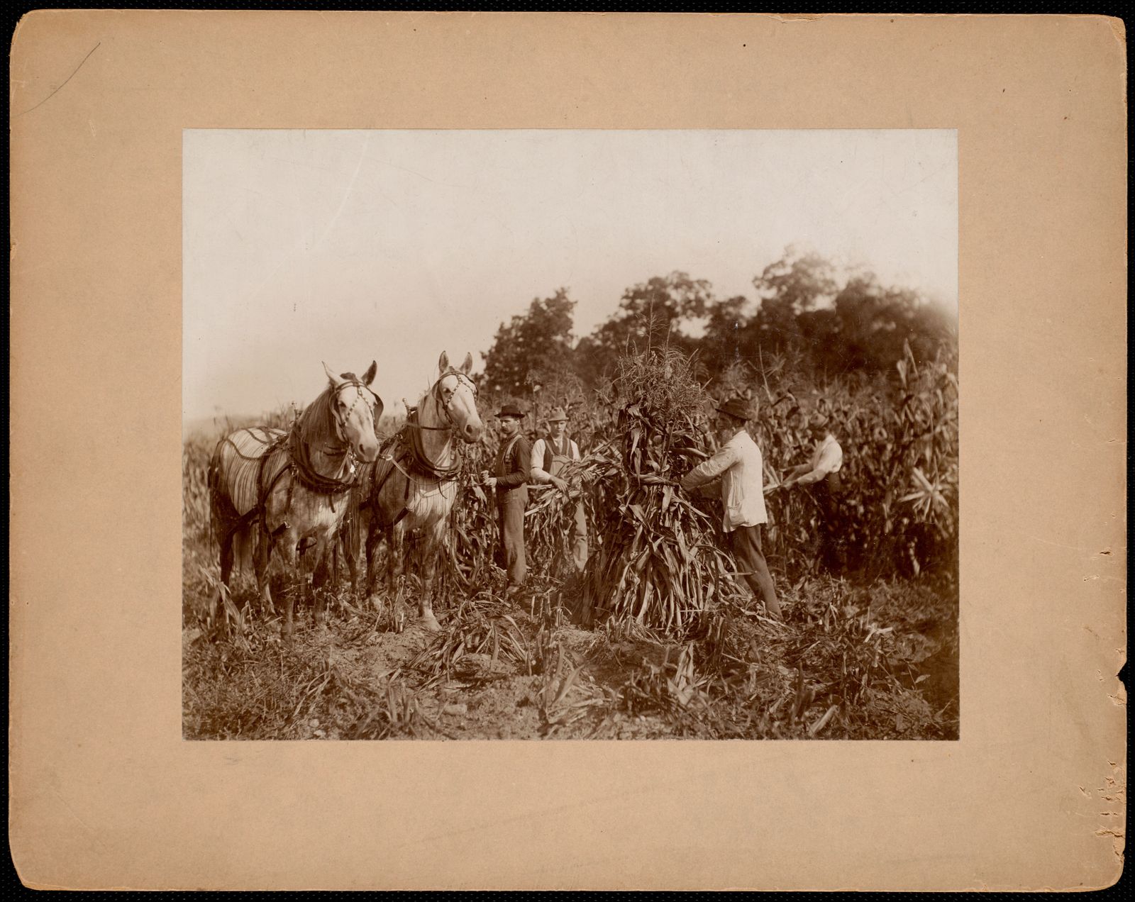Harvesting corn: five men and a two-horse team.