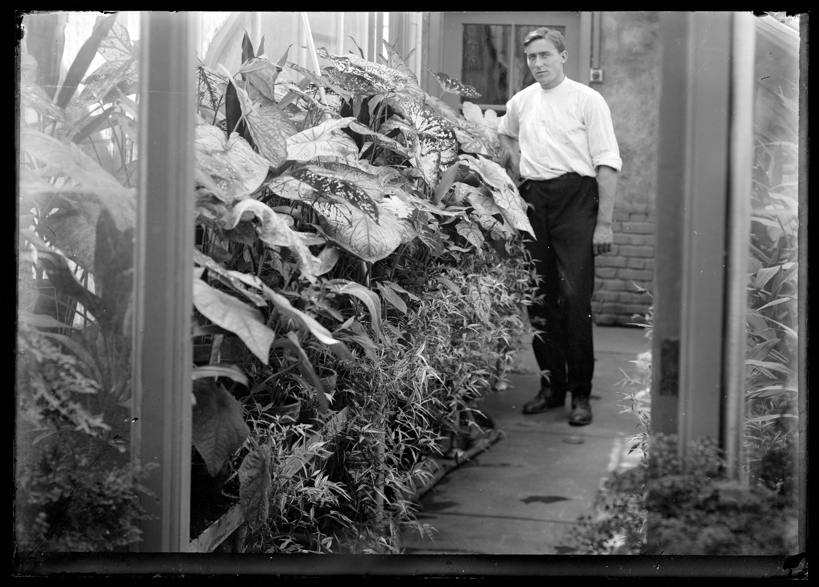 Blantyre: gardener in greenhouse. about 1903–1915.