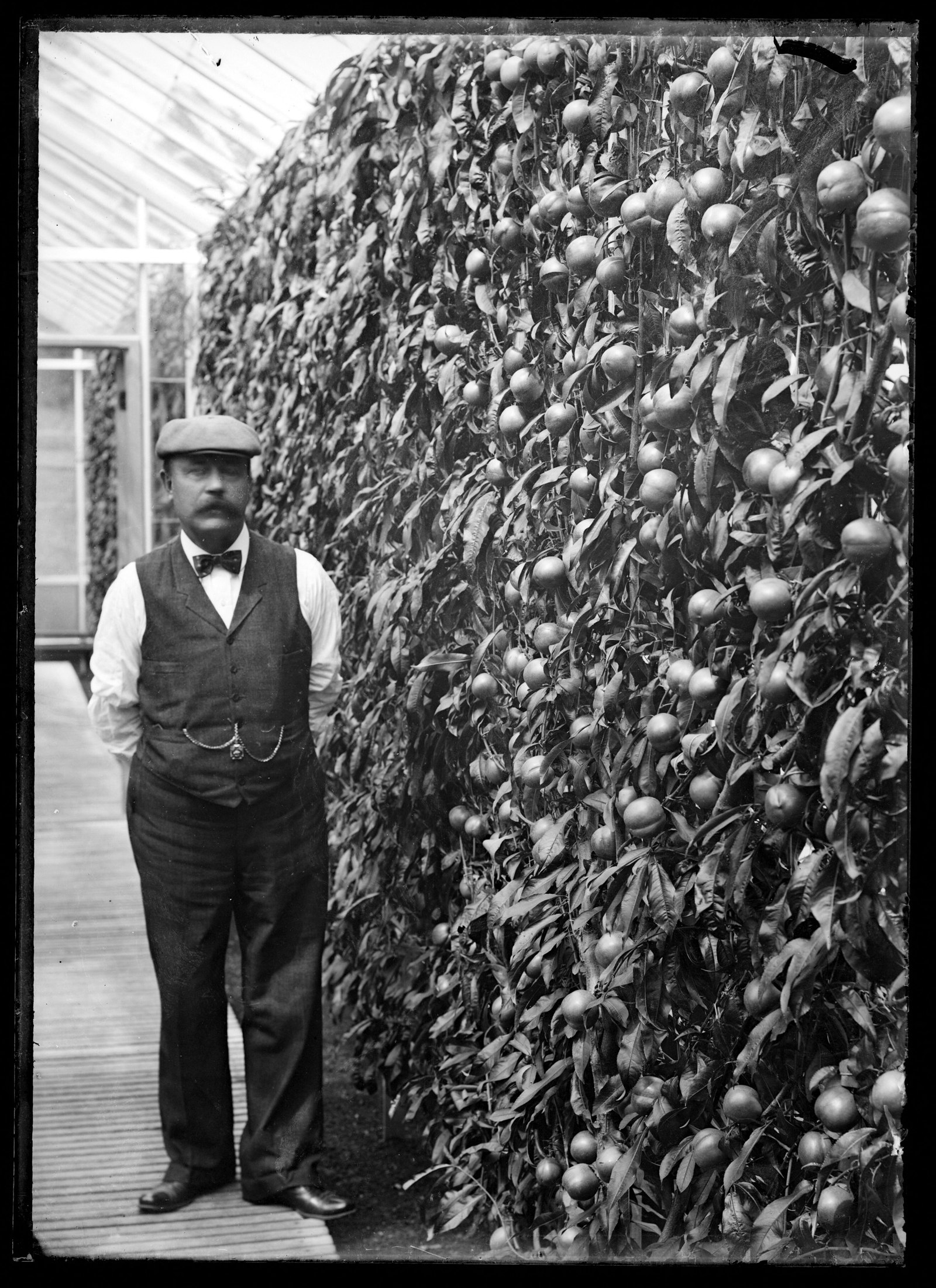 Thomas Proctor beside a wall of tomatoes in the greenhouse at Blantyre